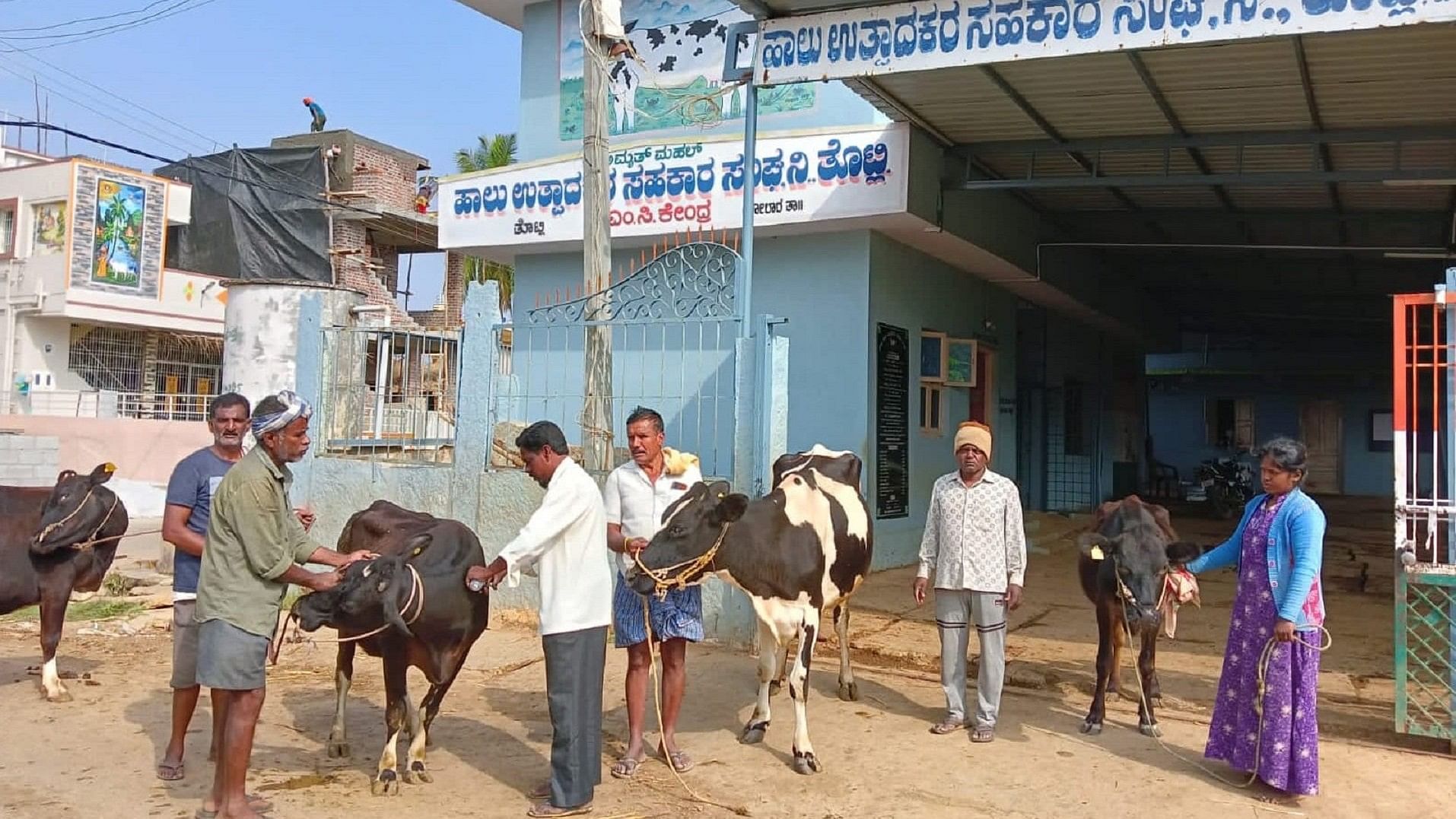 ಕೋಲಾರ ತಾಲ್ಲೂಕಿನ ತೊಟ್ಲಿ ಗ್ರಾಮದಲ್ಲಿ ಜಾನುವಾರುಗಳಿಗೆ ಲಸಿಕೆ ಹಾಗೂ ಚಿಕಿತ್ಸೆ ನೀಡಲಾಯಿತು