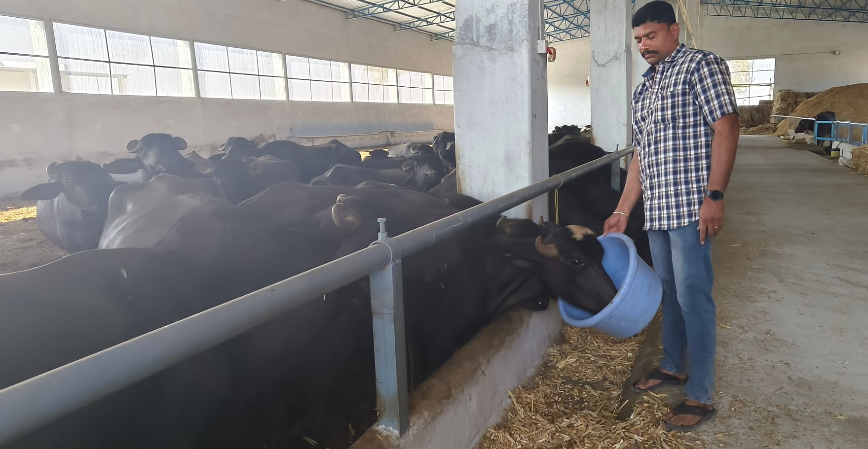 ರಾಸುಗಳ ಆರೈಕೆಯಲ್ಲಿ ತೊಡಗಿರುವ ಕೆ.ರವಿಚರಣ್