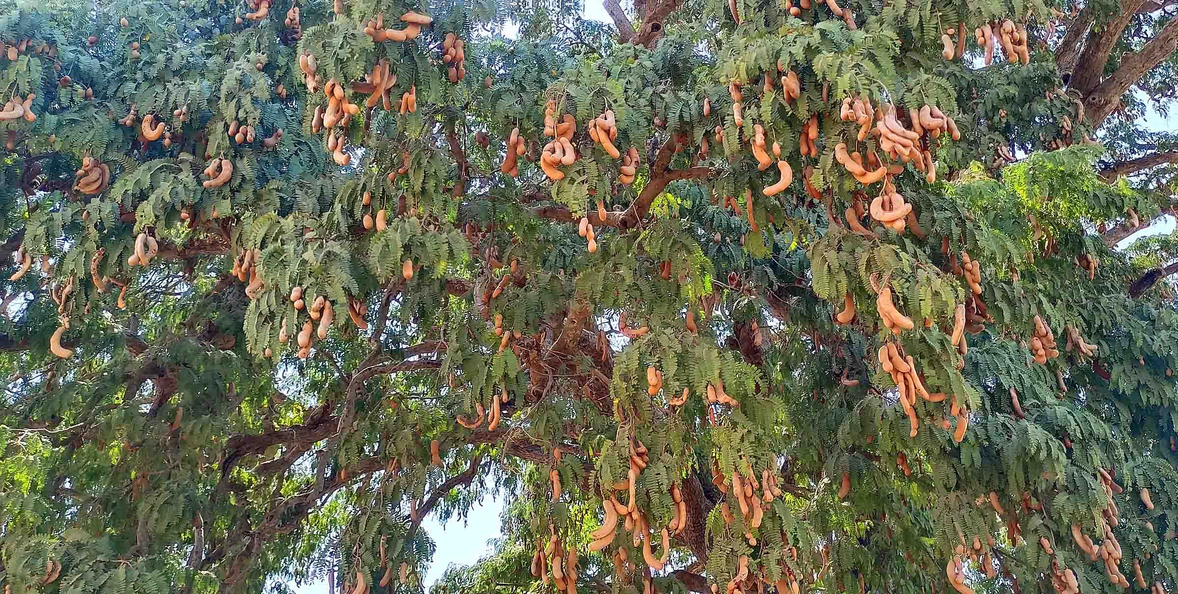 ವಿಜಯಪುರ ಹೋಬಳಿ ಚಿನುವಂಡನಹಳ್ಳಿಯಲ್ಲಿ ರೈತರ ತೋಟದಲ್ಲಿನ ಮರದಲ್ಲಿ ಹಣ್ಣಾಗಿರುವ ಹುಣಸೇಹಣ್ಣು