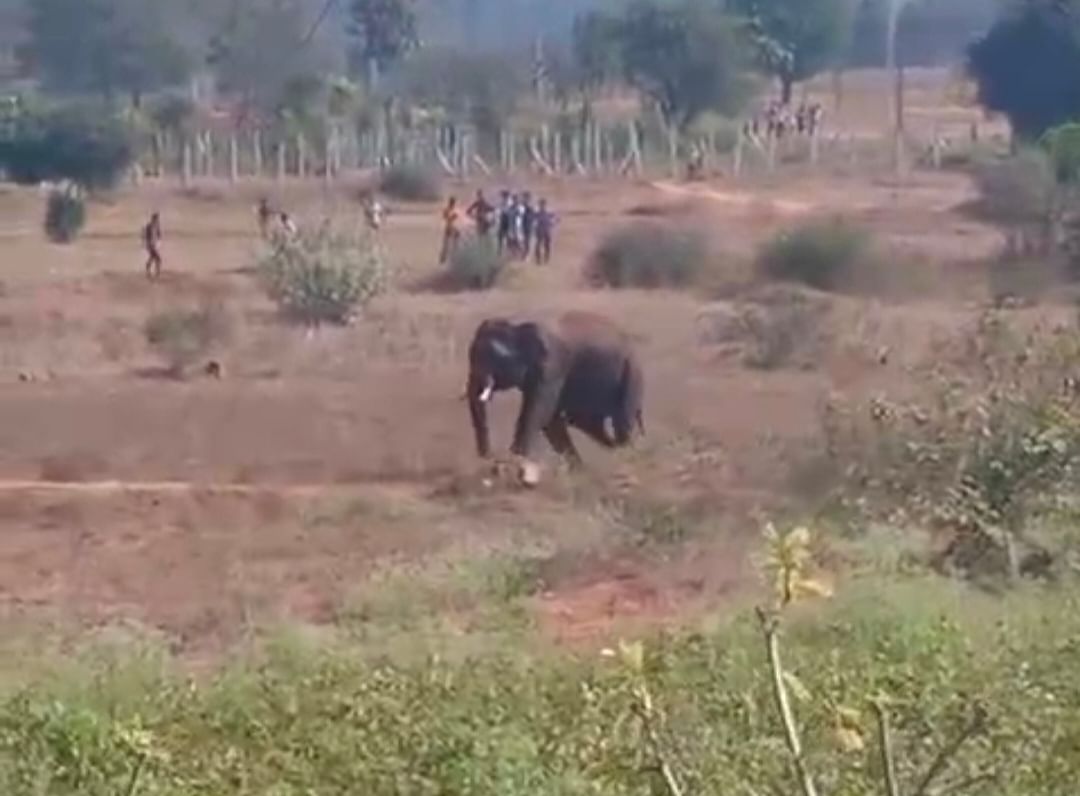 ಆನೇಕಲ್‌ಗೆ ಸಮೀಪದ ತಮಿಳುನಾಡಿನ ಗಡಿಭಾಗ ಅಣ್ಣಿಯಾಳದಲ್ಲಿ ಕಾಡಾನೆ