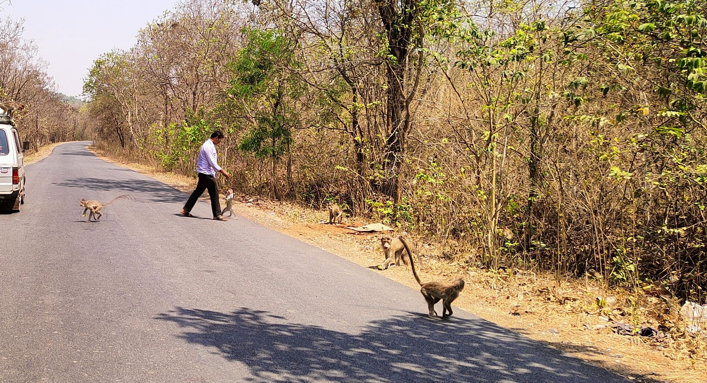 ಮುಂಡಗೋಡ-ವಡಗಟ್ಟಾ ರಾಜ್ಯ ಹೆದ್ದಾರಿ ಪಕ್ಕ ಗುಂಪಾಗಿ ಕುಳಿತುಕೊಳ್ಳುವ ಮಂಗಗಳಿಗೆ ಪ್ರಯಾಣಿಕರೊಬ್ಬರು ಬಾಳೆಹಣ್ಣು ನೀಡುತ್ತಿರುವುದು