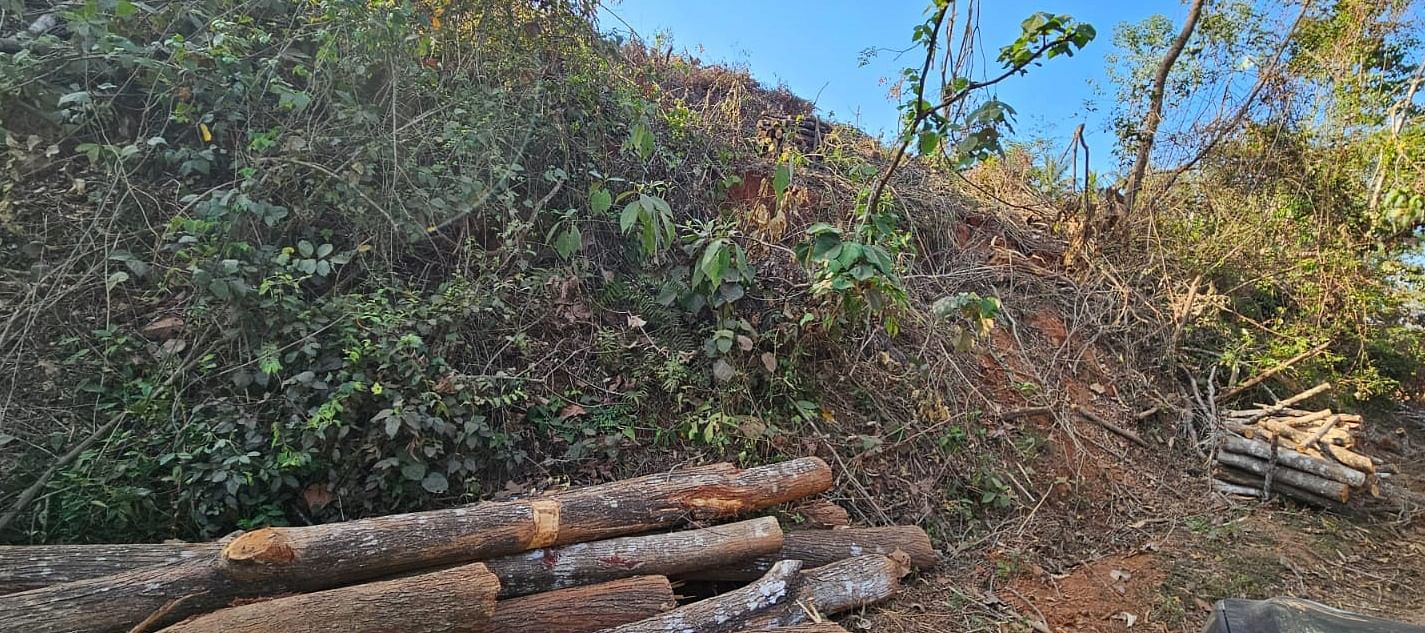 ಬೇರುಕೂಡಿಗೆ ಬಳಿ ಮರ ಕಡಿದಿರುವುದು