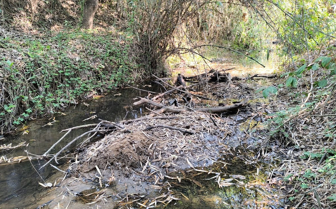 ನೀರಿನ ಮಟ್ಟ ಕಡಿಮೆಯಾಗಿರುವ ಘಟ್ಟದಳ ತೋಡು