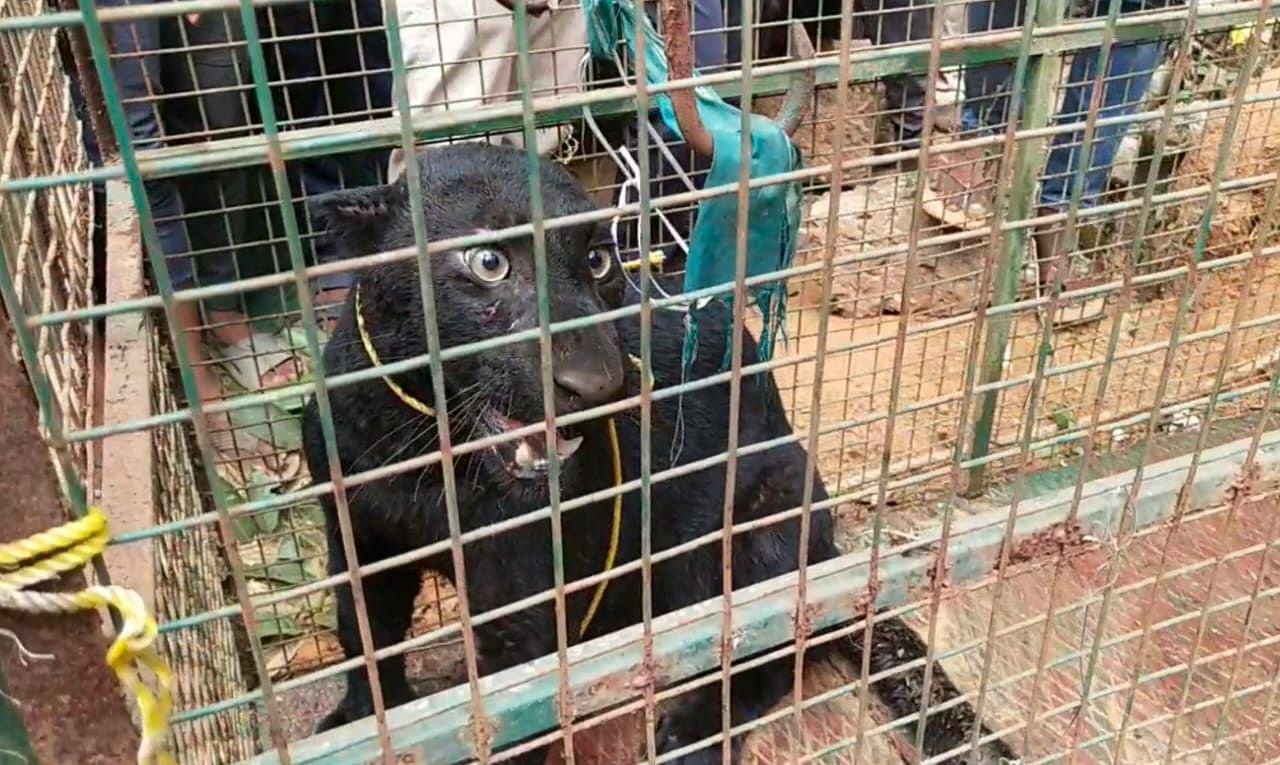 ಬೋನಿಗೆ ಬಿದ್ದ ಕರಿಚಿರತೆ