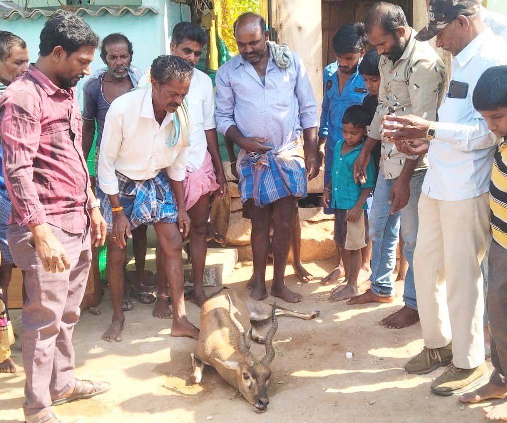 ಬಾಗೇಪಲ್ಲಿ ತಾಲ್ಲೂಕಿನ ಜಿಲ್ಲಾಲಪಲ್ಲಿ ಗ್ರಾಮಸ್ಥರು ಜಿಂಕೆಯನ್ನು ರಕ್ಷಣೆ ಮಾಡಿರುವುದು