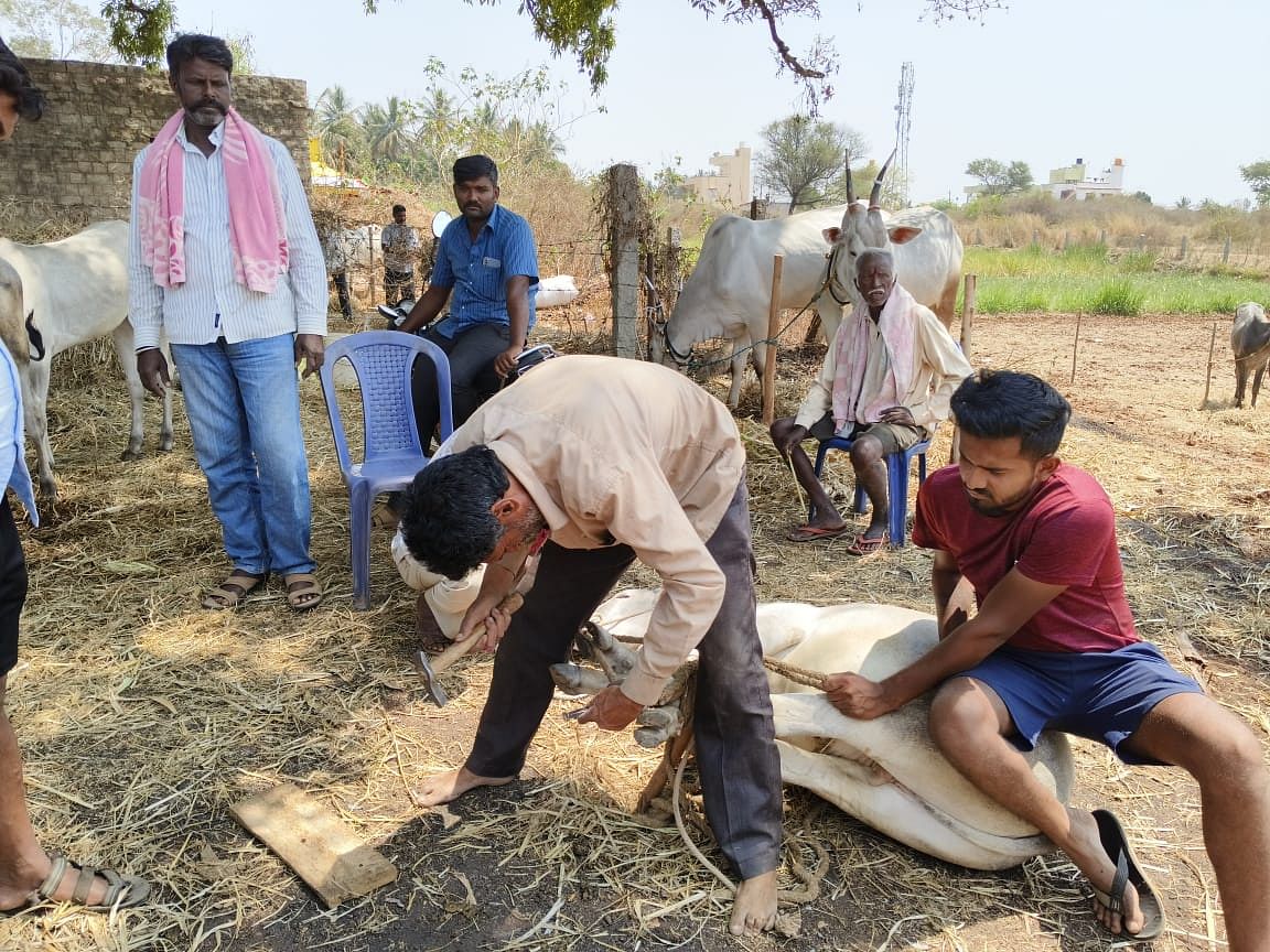 ಜಾತ್ರೆಯಲ್ಲಿ ರಾಸುಗಳಿಗೆ ಲಾಳ ಕಟ್ಟುತ್ತಿರುವುದು.