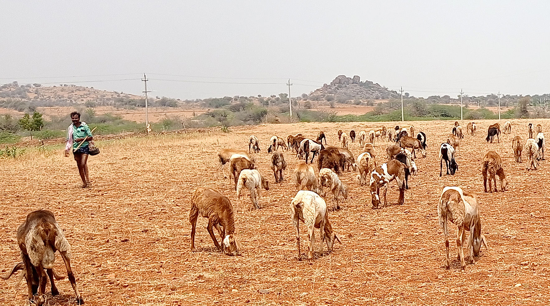 ದಳವಾಯಿಹಳ್ಳಿಯಲ್ಲಿ ಮೇವು ಅರಸುತ್ತಿರುವ ಕುರಿಗಳು