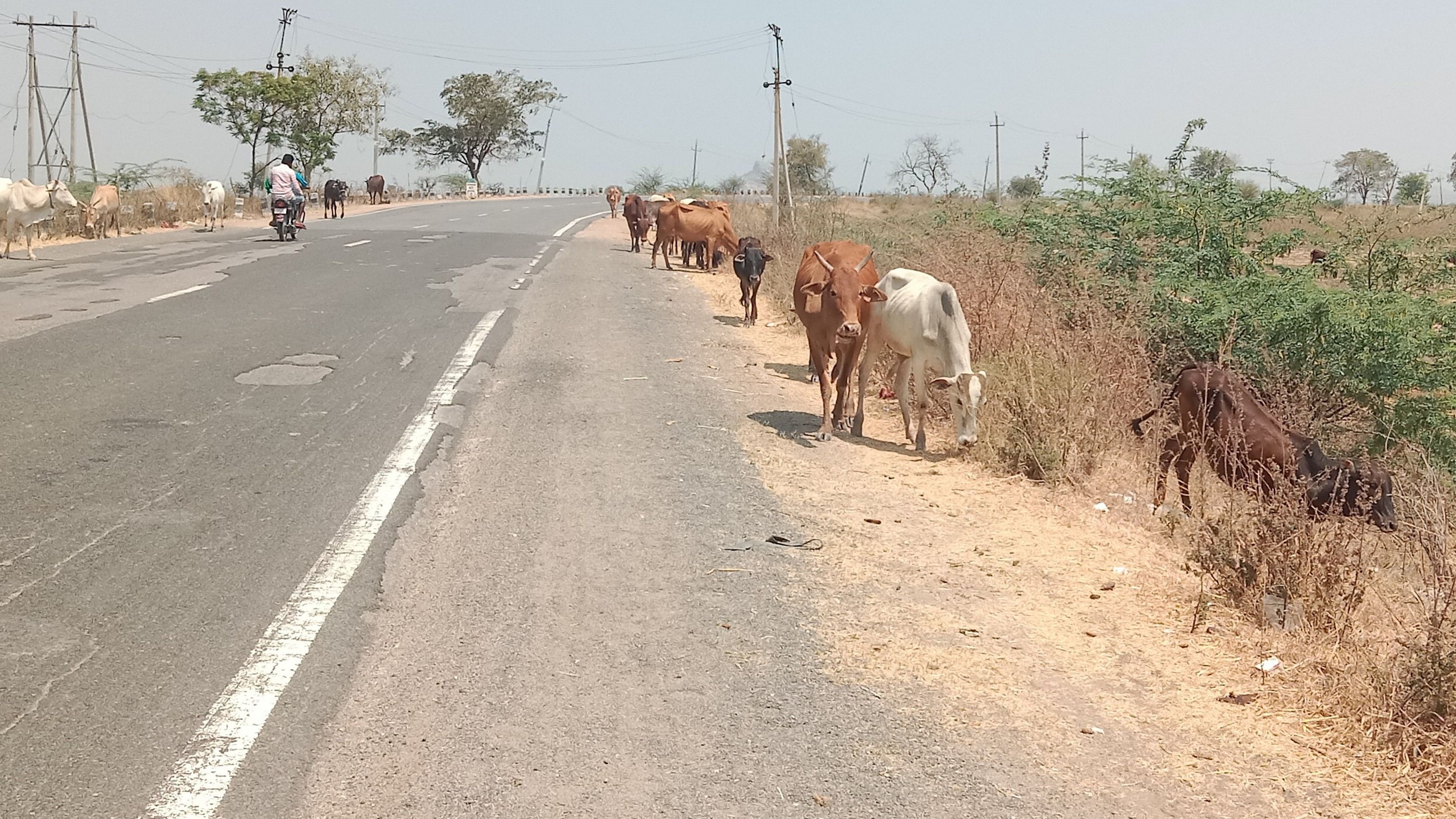 ಯಾದಗಿರಿ ನಗರ ಹೊರವಲಯದಲ್ಲಿ ಸುಡುವ ಬಿಸಿಲಿನ ಮಧ್ಯೆ ಜಾನುವಾರುಗಳು ಮೇವು ನೀರು ಹರಸುತ್ತ ತೆರಳುವ ದೃಶ್ಯ