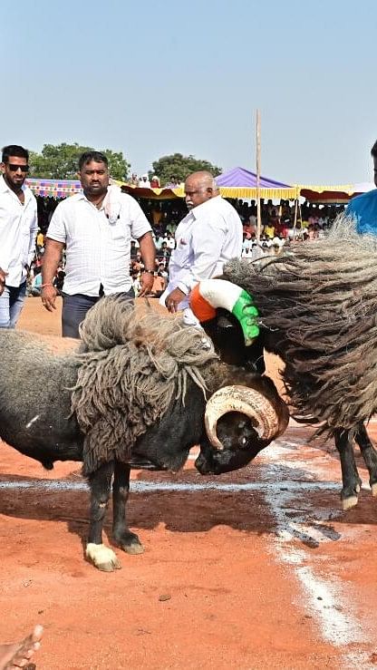 <div class="paragraphs"><p>ದಾವಣಗೆರೆಯ ಐತಿಹಾಸಿಕ ಶ್ರೀ ದುರ್ಗಾಂಭಿಕಾ ದೇವಿ ಜಾತ್ರಾ ಮಹೋತ್ಸವ ಅಂಗವಾಗಿ ದೇವರಾಜ್ ಅರಸ್ ಬಡಾವಣೆಯ ಮೈದಾನದಲ್ಲಿ ಶ್ರೀ ದುರ್ಗಾಂಭಿಕಾ ದೇವಿ ದೇವಸ್ಥಾನ ಸಮಿತಿ ಆಯೋಜಿಸಿದ್ದ ಟಗರು ಕಾಳಗದಲ್ಲಿ ಸೆಣಸಾಡುತ್ತಿರುವ ಟಗರುಗಳು </p></div>