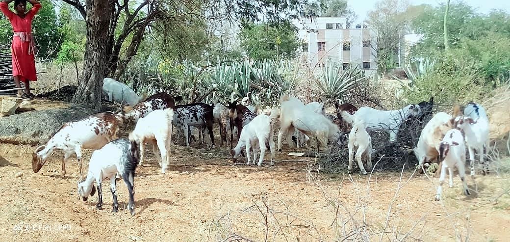 ಪಾವಗಡ ತಾಲ್ಲೂಕಿನ ನಿಡಗಲ್ ಹೋಬಳಿಯ ಜಮೀನಿನ ಬಳಿ ಕುರಿ ಮೇಕೆಗಳು ಮೇವಿಗಾಗಿ ಹುಡುಕಾಡುತ್ತಿರುವುದು