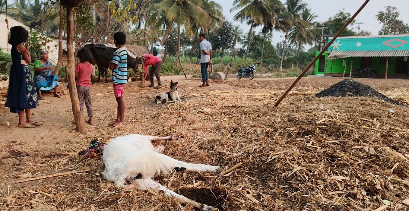 ಹನೂರು ತಾಲ್ಲೂಕಿನ ಕೆ.ಗುಂಡಾಪುರದಲ್ಲಿ ಚಿರತೆ ದಾಳಿಯಿಂದ ಮೇಕೆ ಸತ್ತಿದೆ