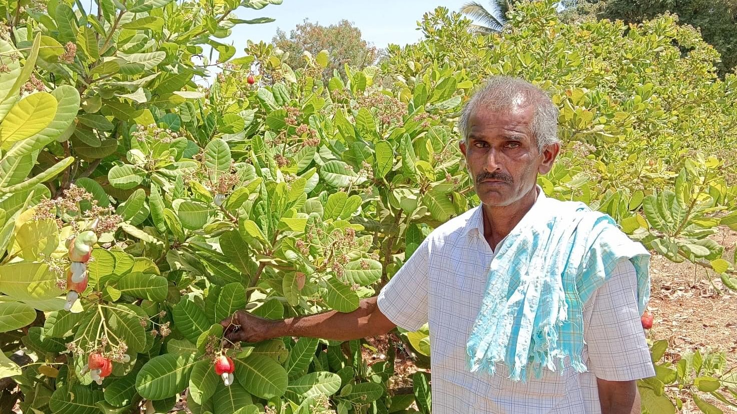 ಚಿಕ್ಕಚೆಲ್ಲೂರು ಗ್ರಾಮದ ರೈತ ನಾಗರಾಜ ಅವರ ತೋಟದಲ್ಲಿ ಬೆಳದಿರುವ ಗೋಡಂಬಿ ಫಸಲಿಗೆ ಬಂದಿರುವುದು