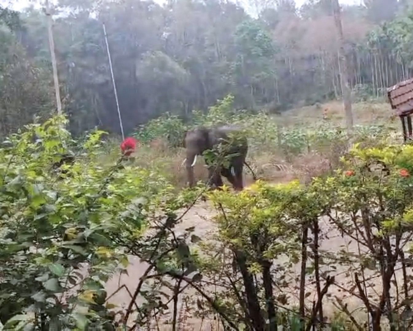 ಸುಂಟಿಕೊಪ್ಪ ಸಮೀಪದ ಮಂಜಿಕೆರೆ ಎಂಬಲ್ಲಿ ಮಂಗಳವಾರ ಹಗಲು ಹೊತ್ತಿನಲ್ಲಿ ಕಾಡಾನೆ ಪ್ರತ್ಯಕ್ಷವಾಗಿರುವುದು