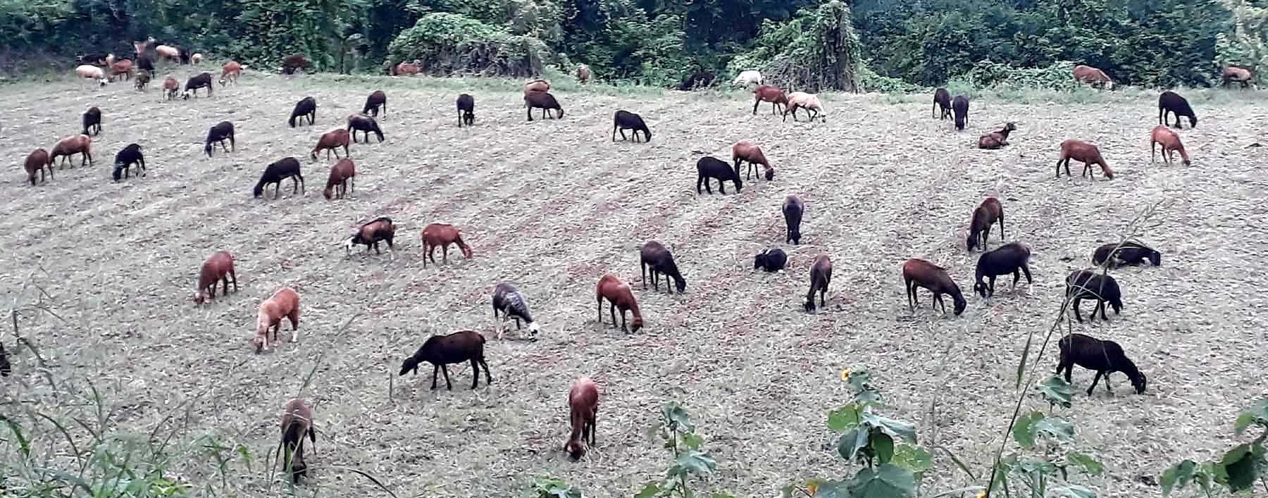 ಬಸವಾಪಟ್ಟಣದ ಬೀಳು ಬಿದ್ದಿರುವ ಹೊಲದಲ್ಲಿ ಮೇವು ಹುಡುಕುತ್ತಿರುವ ಕುರಿಗಳು