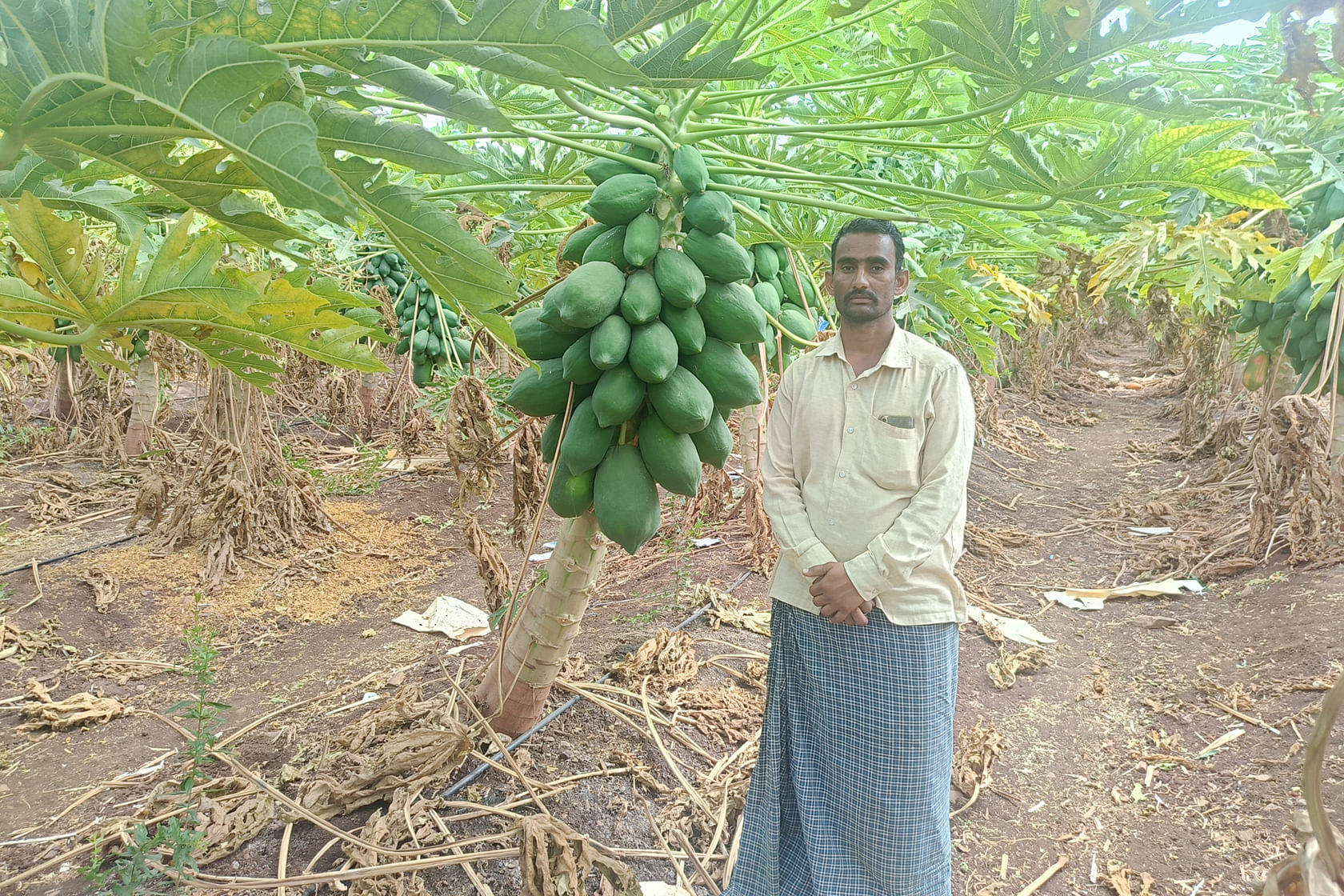 ಕವಿತಾಳ ಸಮೀಪದ ಆನಂದಗಲ್‌ ಗ್ರಾಮದಲ್ಲಿ ರೈತ ಅಖಂಡೇಶ್ವರ ಪಪ್ಪಾಯ ಬೆಳೆದಿರುವುದು