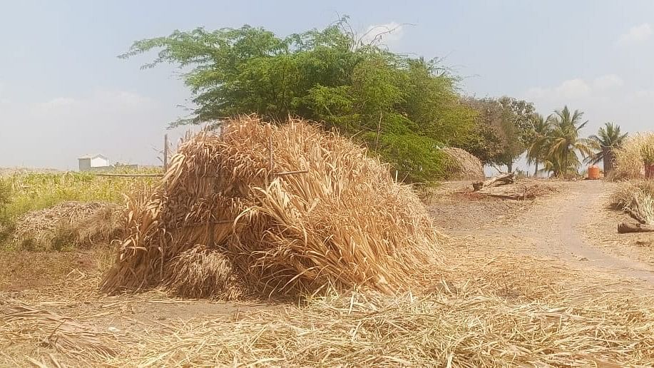 ಚಿಕ್ಕೋಡಿ ತಾಲೂಕಿನ ಮೀರಾಪೂರಹಟ್ಟಿ ಗ್ರಾಮದಲ್ಲಿ ಮೇವು ಸಂಗ್ರಹಿಸಿಟ್ಟುಕೊಂಡ ರೈತರು