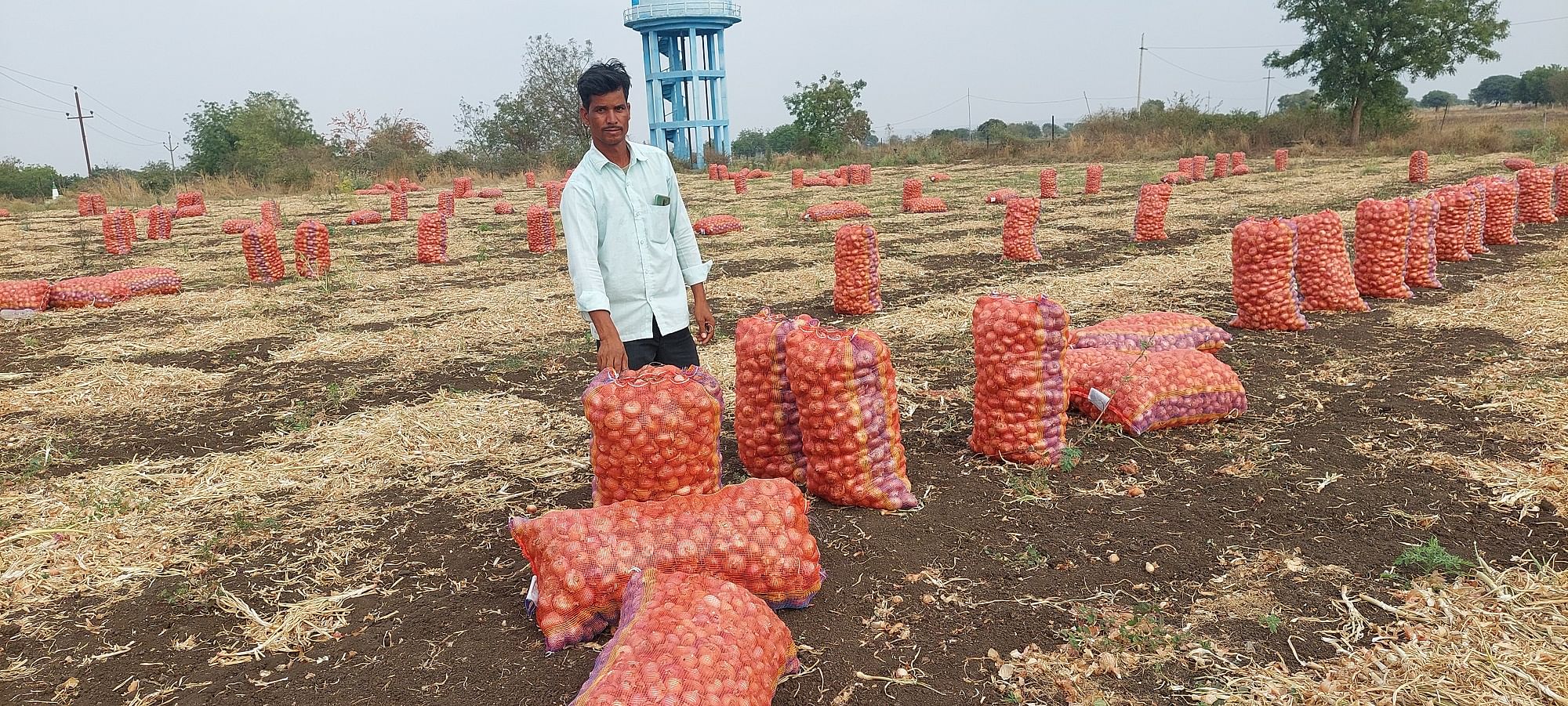 ಚಿಂಚೋಳಿ ತಾಲ್ಲೂಕು ದಸ್ತಾಪುರದ ರೈತ ಮಹಮದ್ ಶಫಿ ಮೌಜನ್ ಅವರ ತೋಟದಲ್ಲಿ ಬೆಳೆದ ಈರುಳ್ಳಿಯನ್ನು ಚೀಲದಲ್ಲಿ ತುಂಬಿ ಮಾರಾಟಕ್ಕೆ ಸಿದ್ಧಪಡಿಸಿದ ಮಹಮದ್ ಖುದ್ದೂಸ್