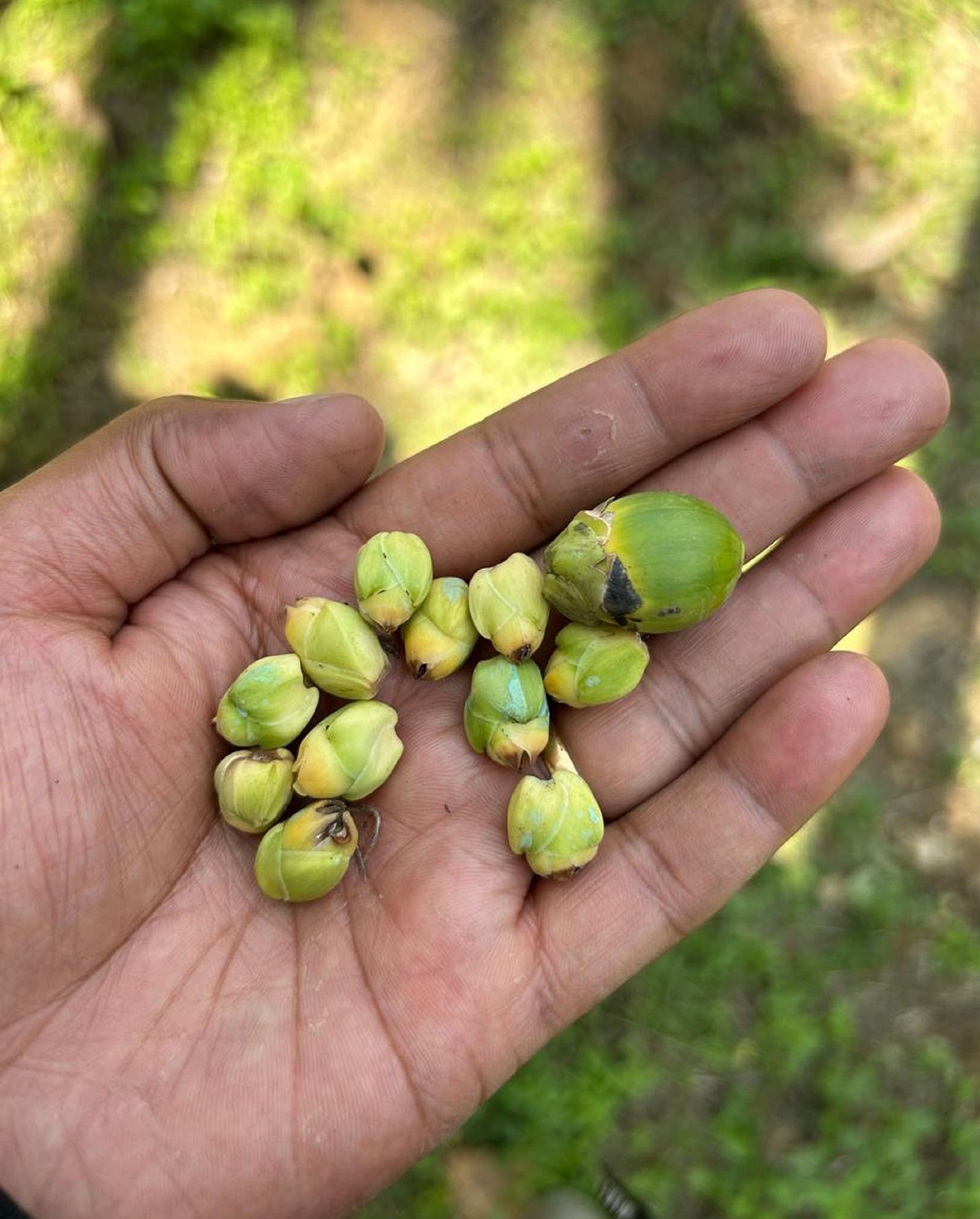 ಉದುರಿರುವ ಅಡಿಕೆ ನಳ್ಳಿ