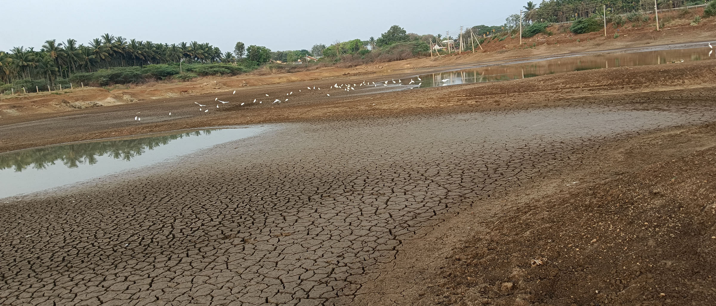 ಸಂತೇಬೆನ್ನೂರು ಸಮೀಪದ ಬರಿದಾಗುತ್ತಿರುವ ಚಿಕ್ಕಬೆನ್ನೂರು ಕೆರೆಯಲ್ಲಿ ಬೆಳ್ಳಕ್ಕಿಗಳ ಸಾಲು