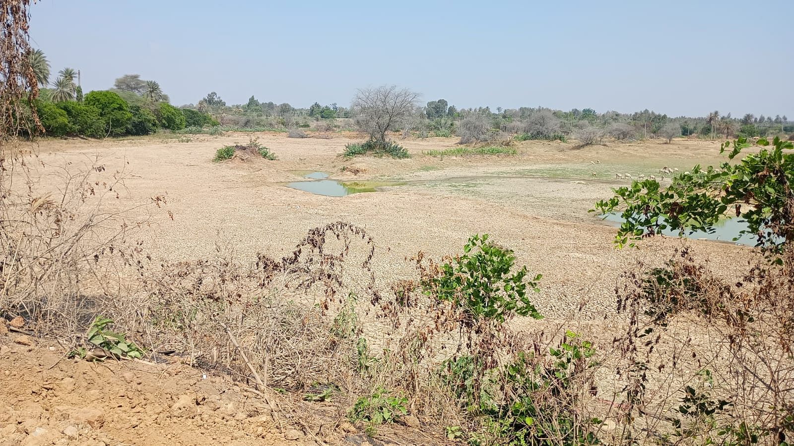 ‌ಟೇಕಲ್‌ ಬಳಿಯ ಕಂಚುಗಾರನಕೆರೆ ನೀರಿಲ್ಲದೆ ಬತ್ತಿರುವುದು