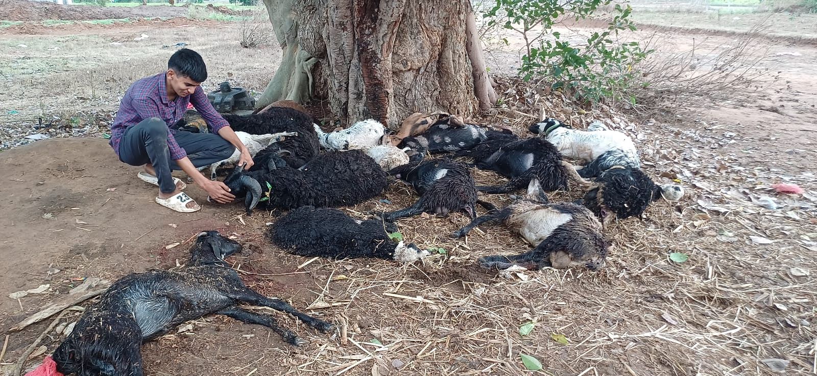 ಕುಂಸಿ ಸಮೀಪದ ಆಯನೂರು ಕೋಟೆಯಲ್ಲಿ ಝಾಕೀರ್ ಹುಸೇನ್ ಅವರಿಗೆ ಸೇರಿದ 18 ಕುರಿಗಳು ಶುಕ್ರವಾರ ಸಂಜೆ ಬಡಿದ ಸಿಡಿಲಿಗೆ ಬಲಿಯಾಗಿವೆ