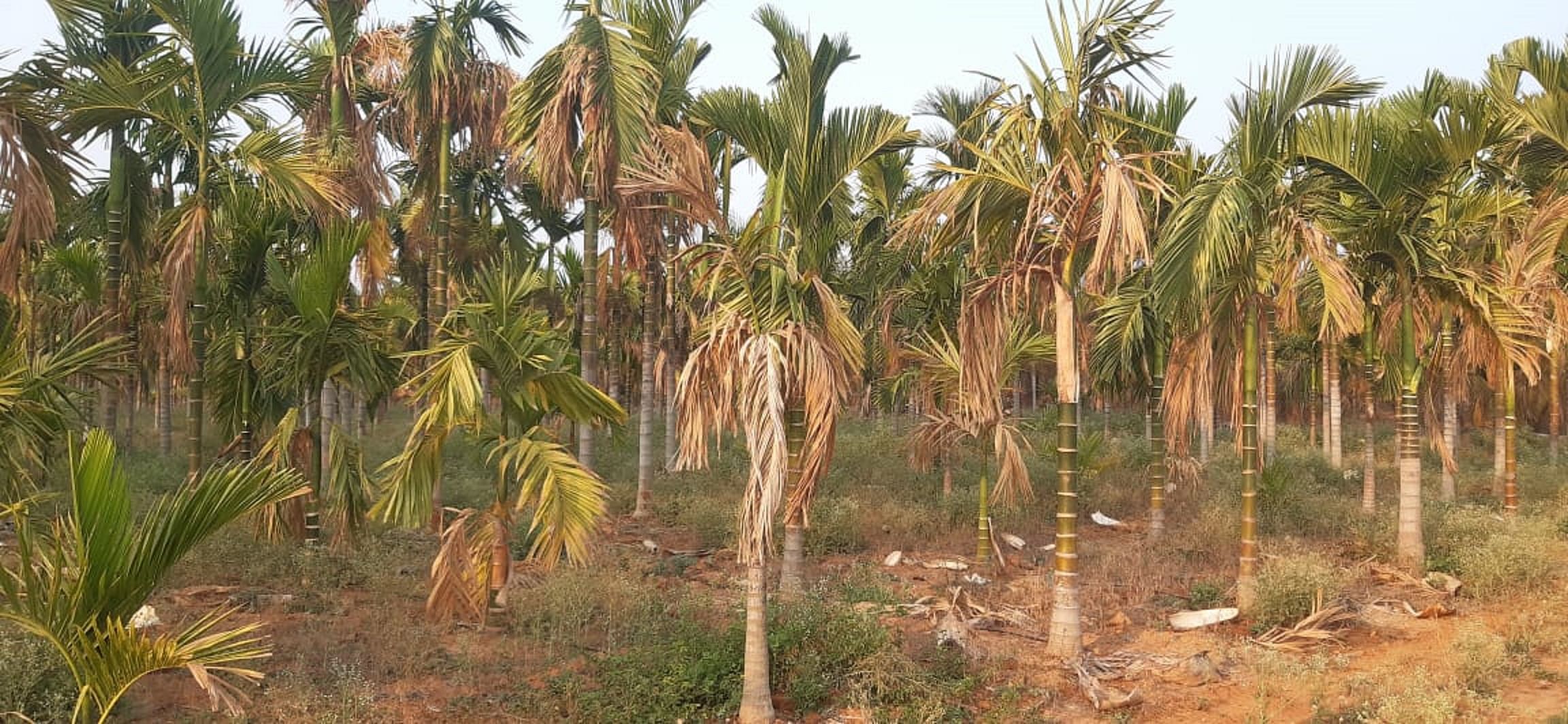 ಹೊಸದುರ್ಗದ ಜಮೀನೊಂದರಲ್ಲಿ ಒಣಗುತ್ತಿರುವ ಅಡಿಕೆ ಗಿಡಗಳು