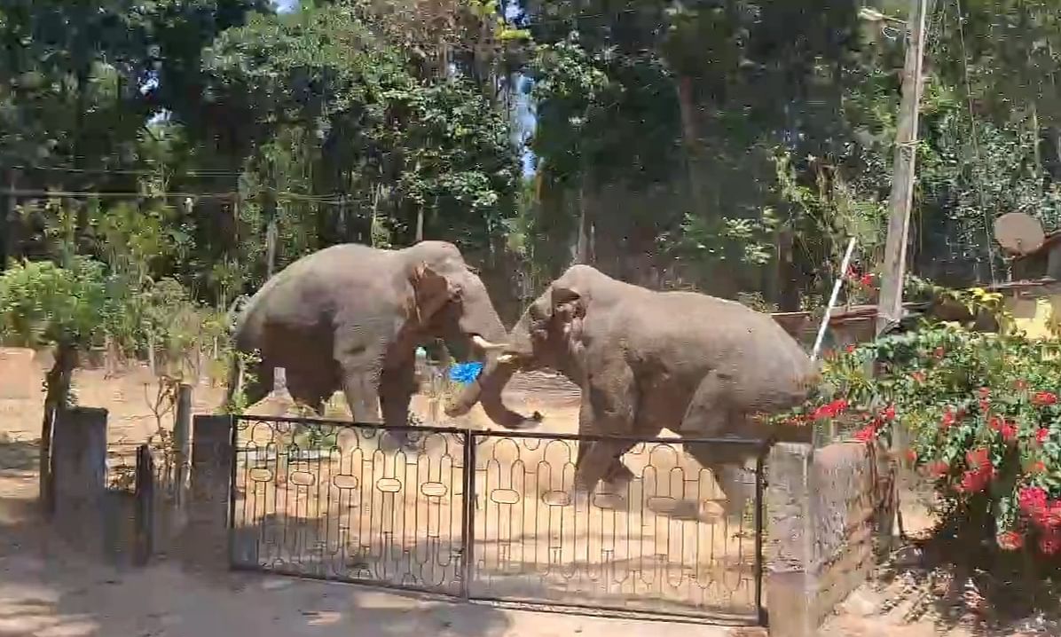 ಬೇಲೂರು ತಾಲ್ಲೂಕಿನ ಅರೇಹಳ್ಳಿ ಹೋಬಳಿಯ ಹುಲ್ಲೇಮಕ್ಕಿ ಗ್ರಾಮದ ಯೂನಸ್ ಅವರ ಮನೆಯ ಮುಂಭಾಗದ ಗೇಟಿನ ಸಮೀಪವೇ ಕರಡಿ ಹಾಗೂ ಕ್ಯಾಪ್ಟನ್ ಎಂಬ ಹೆಸರಿನ ಕಾಡಾನೆಗಳು ಕಾದಾಟ ನಡೆಸಿದವು