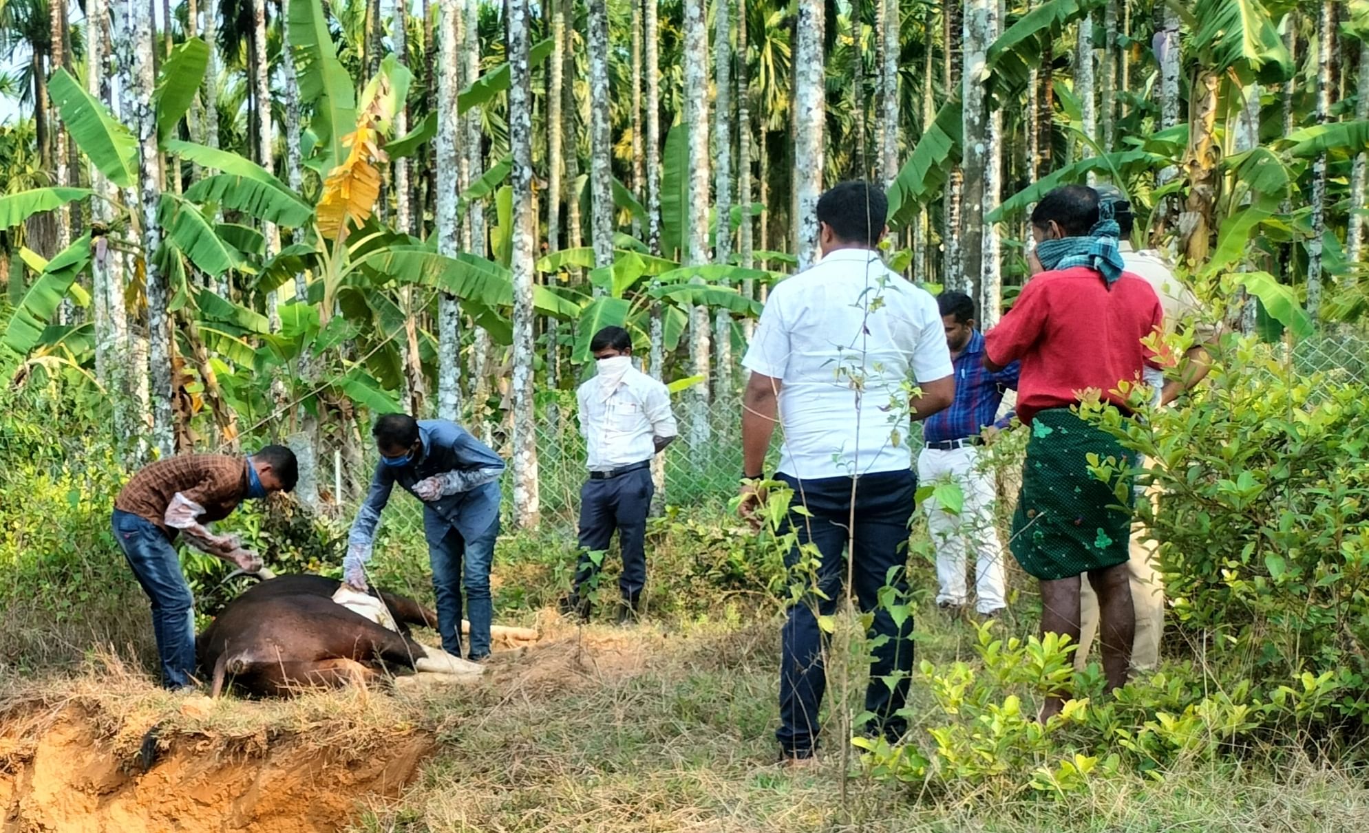 ಬ್ರಾಹ್ಮಣ ಕೆಪ್ಪಿಗೆ ಗ್ರಾಮದಲ್ಲಿ ಮಂಗಳವಾರ ಅನುಮಾನಾಸ್ಪದವಾಗಿ ಮೃತಪಟ್ಟಿದ್ದ ಕಾಡುಕೋಣದ ಮರಣೋತ್ತರ ಪರೀಕ್ಷೆ ನಡೆಸಿದ ಅರಣ್ಯ ಇಲಾಖೆ ಅಧಿಕಾರಿಗಳು