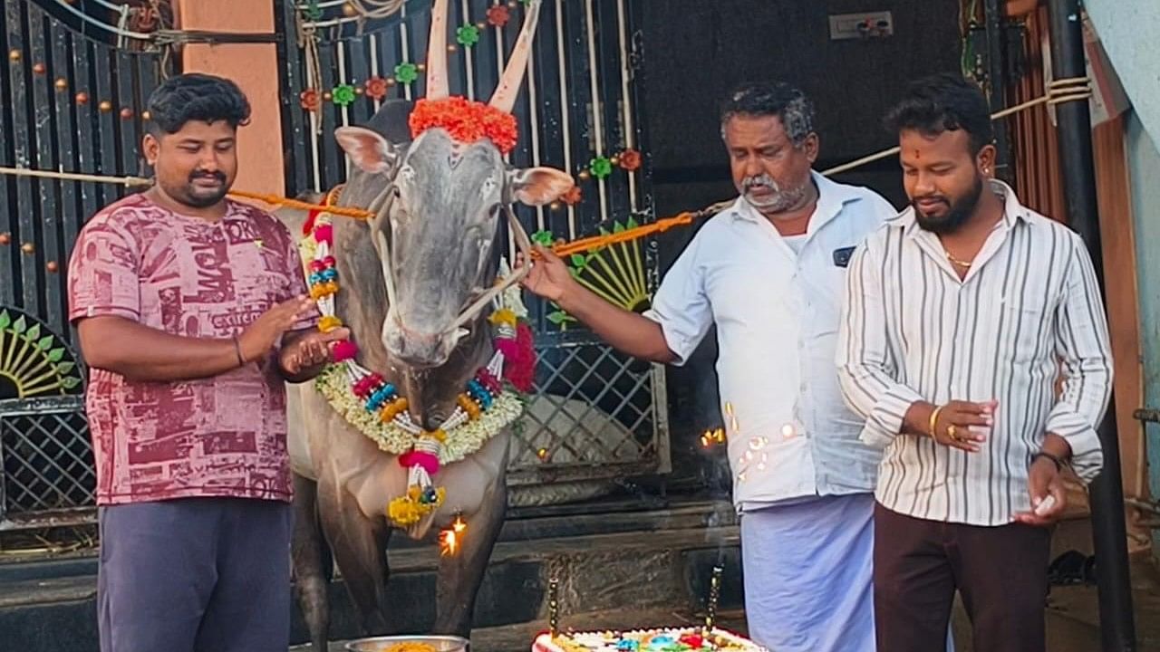 ರಾಮನಗರದ ಅರ್ಚಕರಹಳ್ಳಿಯ ವಿಜಯಕುಮಾರ್ ವಿ. ಅವರು, 9ನೇ ವರ್ಷಕ್ಕೆ ಕಾಲಿಟ್ಟ ತಮ್ಮ ನೆಚ್ಚಿನ ಹಳ್ಳಿಕಾರ್ ಹೋರಿಯ ಜನ್ಮದಿನವನ್ನು ಭಾನುವಾರ ಆಚರಿಸಿದರು. ತಂದೆ ತಂದೆ ವೀರಭದ್ರಯ್ಯ ಹಾಗೂ ಸಂಬಂಧಿ ಸೋಮು ಇದ್ದಾರೆ
ಹೇಮಲತಾ