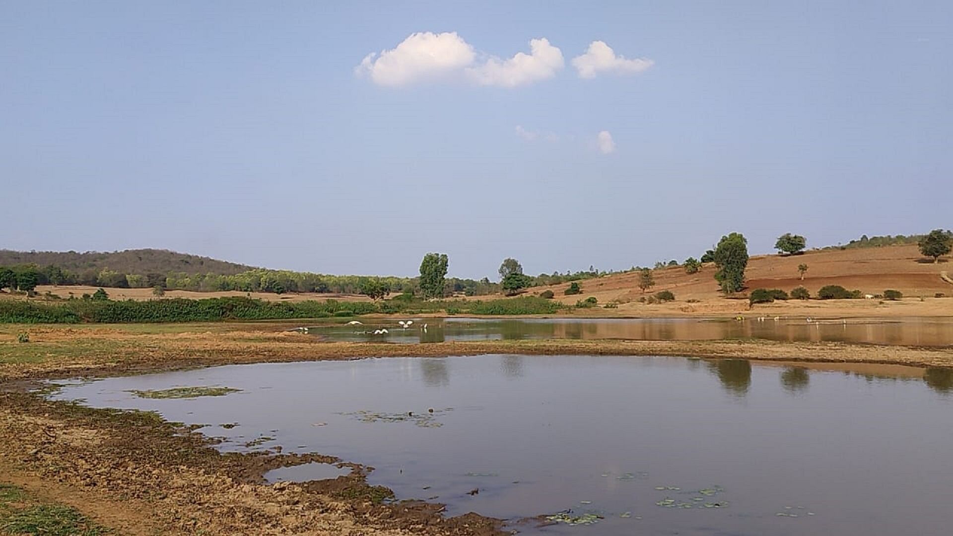 ಕುಂಸಿ ಸಮೀಪದ ವಿಠಗೊಂಡನಕೊಪ್ಪದ ಹುಲಿಕೆರೆಯಲ್ಲಿ ಬೀಡುಬಿಟ್ಟ ಪಕ್ಷಿಗಳು