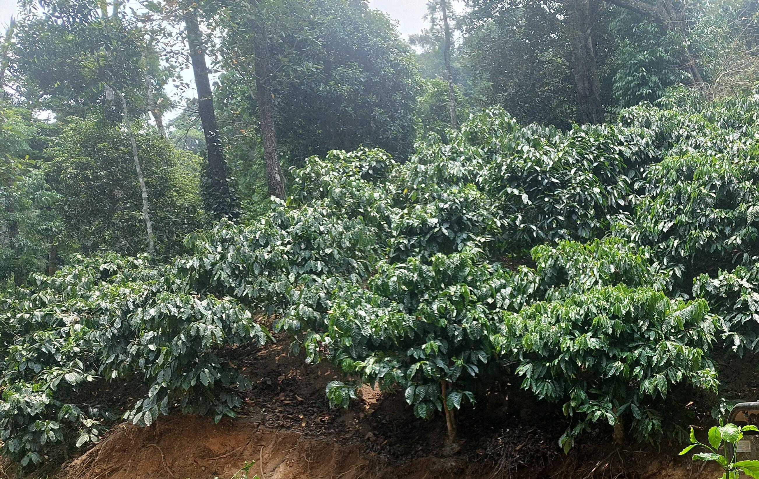 ರೊಬಸ್ಟಾ ಕಾಫಿ ತೋಟ