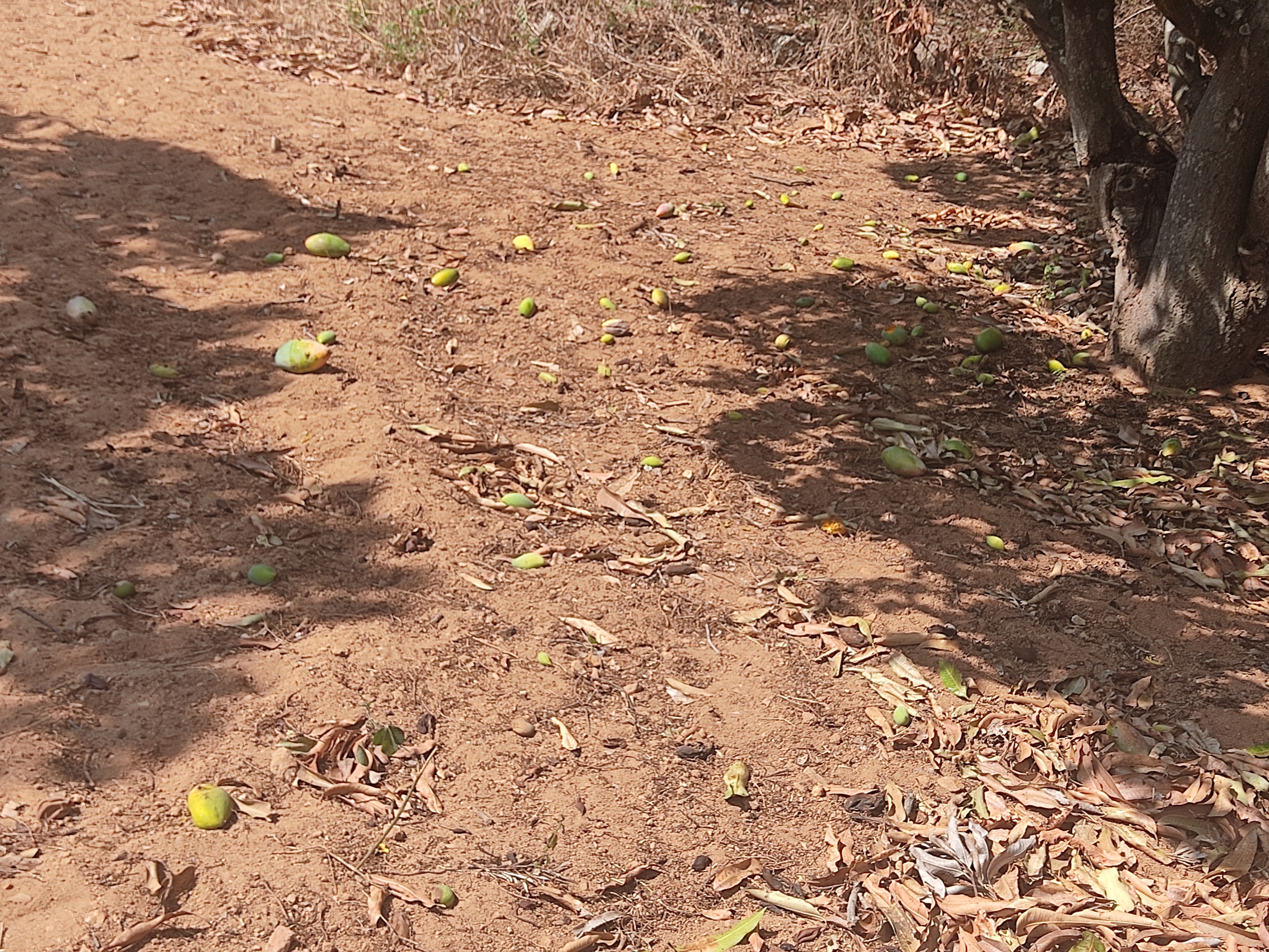 ಬಿಸಿಲಿನ ಕಾರಣಕ್ಕೆ ಉದುರುತ್ತಿರುವ ಮಾವಿನ ಹೀಚುಗಳು