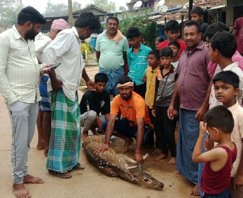 ಮುಂಡಗೋಡ ತಾಲ್ಲೂಕಿನ ಸನವಳ್ಳಿ ಗ್ರಾಮದಲ್ಲಿ ನಾಯಿ ದಾಳಿಯಿಂದ ಜಿಂಕೆಯನ್ನು ರಕ್ಷಿಸಿದ ಗ್ರಾಮಸ್ಥರು