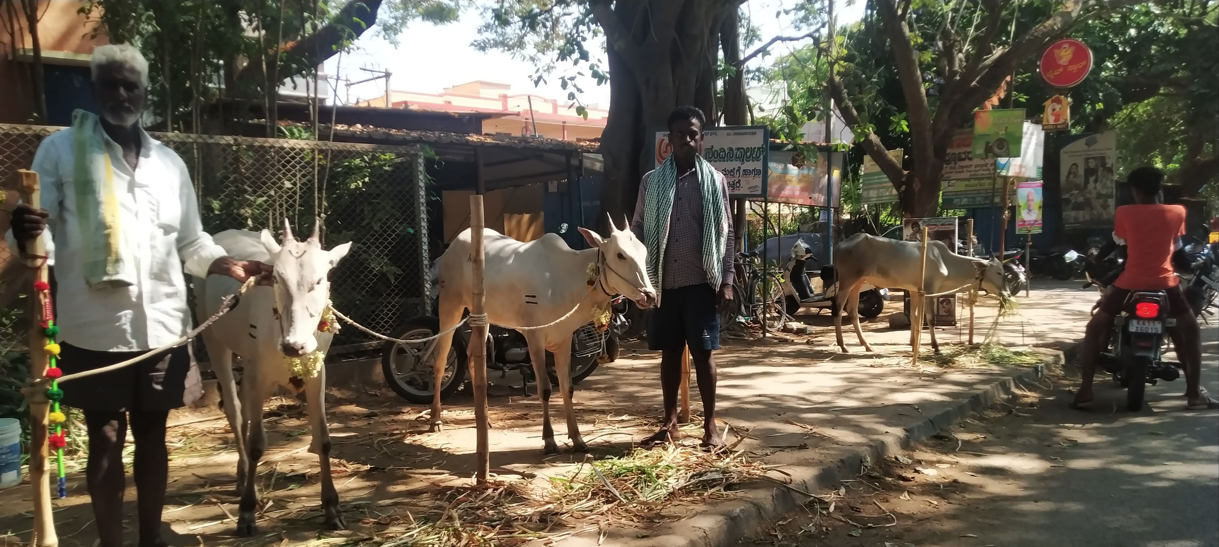 ಮದ್ದೂರು ಗ್ರಾಮದೇವತೆ ಮದ್ದೂರಮ್ಮನ ಜಾತ್ರಾ ಮಹೋತ್ಸವದ ಅಂಗವಾಗಿ ನಡೆಯುವ ದನಗಳ ಜಾತ್ರೆಗೆ ಬಂದಿರುವ ದೇಸಿ ತಳಿಯ ರಾಸುಗಳು