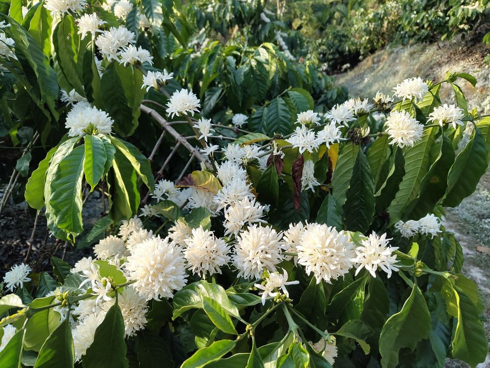 ರೊಬಸ್ಟಾ ಕಾಫಿ ಗಿಡ 