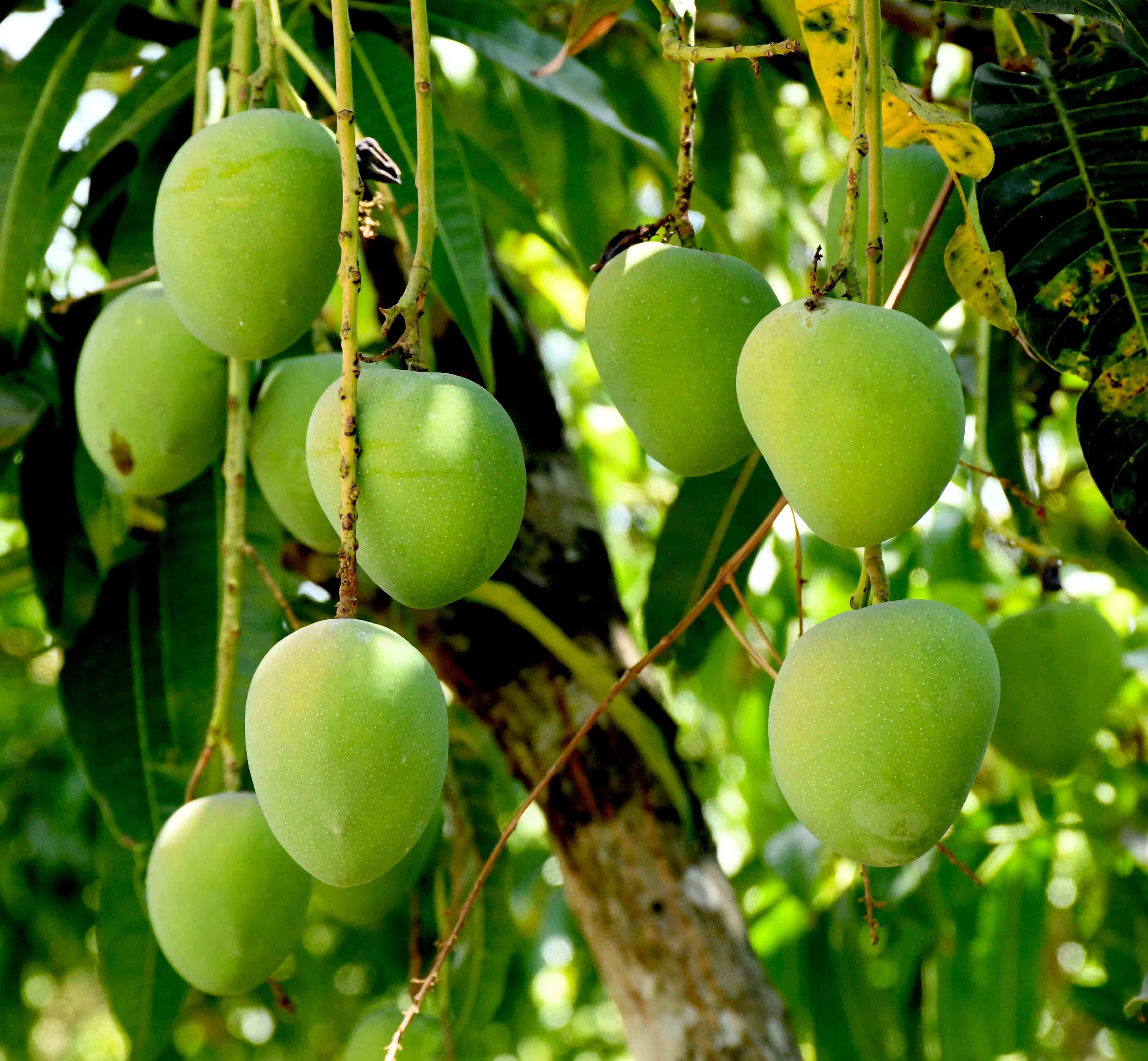 ಆಲ್ಫೊನ್ಸೊ ಮಾವಿನಕಾಯಿ 