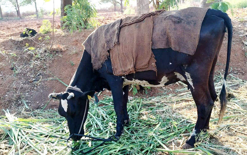 ಮಾರಮ್ಮನಹಳ್ಳಿ ಗ್ರಾಮದಲ್ಲಿ ಬಿಸಿಲಿನ ಬೇಗೆ ತಪ್ಪಿಸಲು ಆಕಳಿಗೆ ನೆನೆಸಿದ ಗೋಣಿಚೀಲವನ್ನು ಮೈಮೇಲೆ ಹಾಕಿದರು.