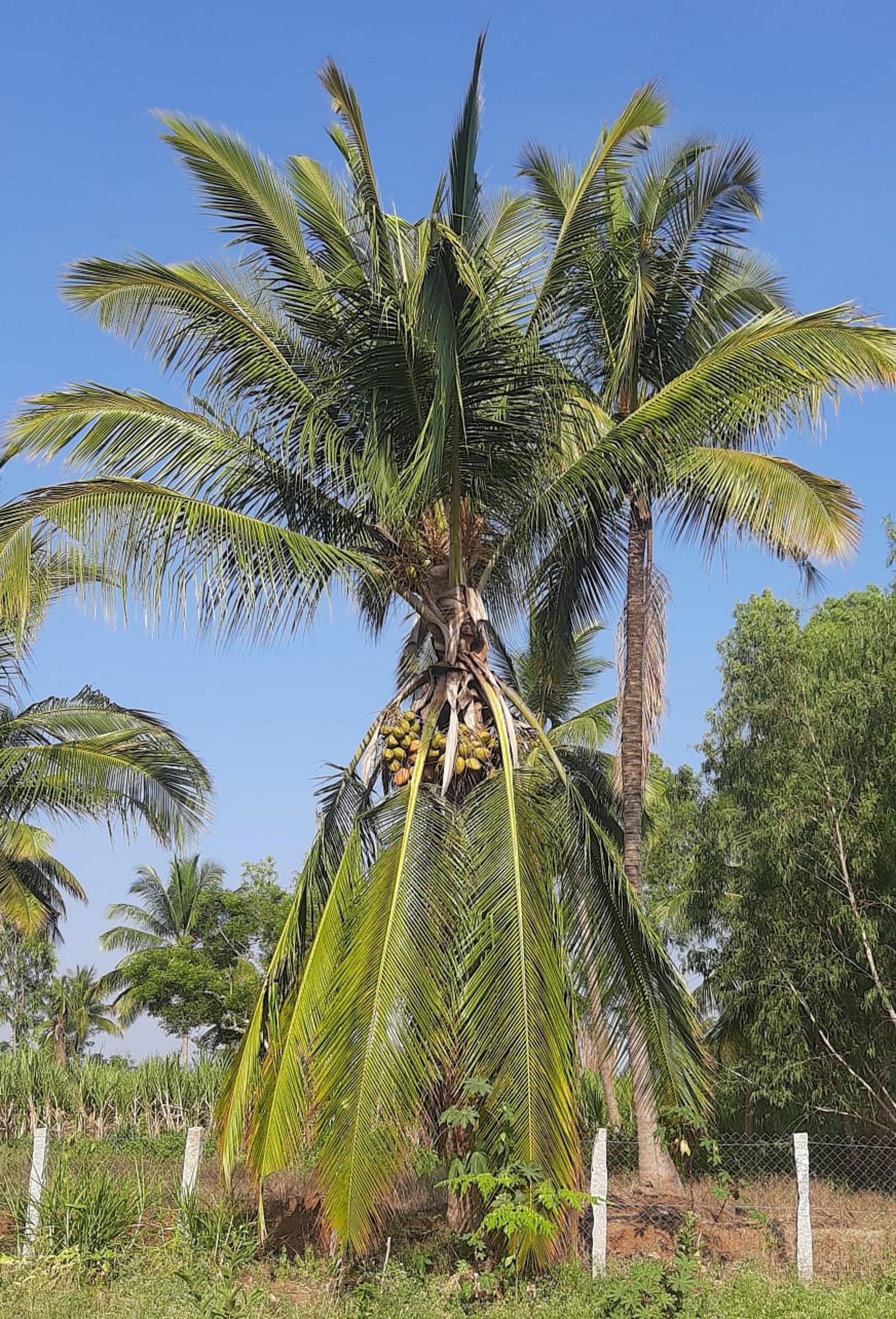 ತೆಂಗಿನ ಮರಗಳ ಗರಿ ಬಾಗಿರುವುದು