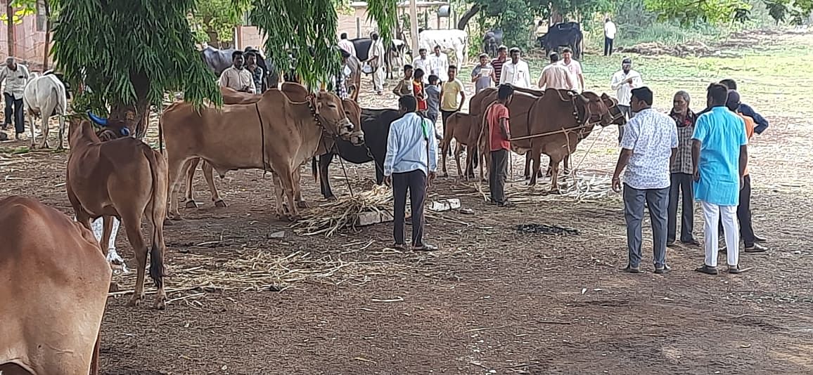 ಹುಮನಾಬಾದ್ ತಾಲ್ಲೂಕಿನ ಹುಡಗಿ ಗ್ರಾಮದಲ್ಲಿ ಪಶು ಪ್ರದರ್ಶನ ಜರುಗಿತು