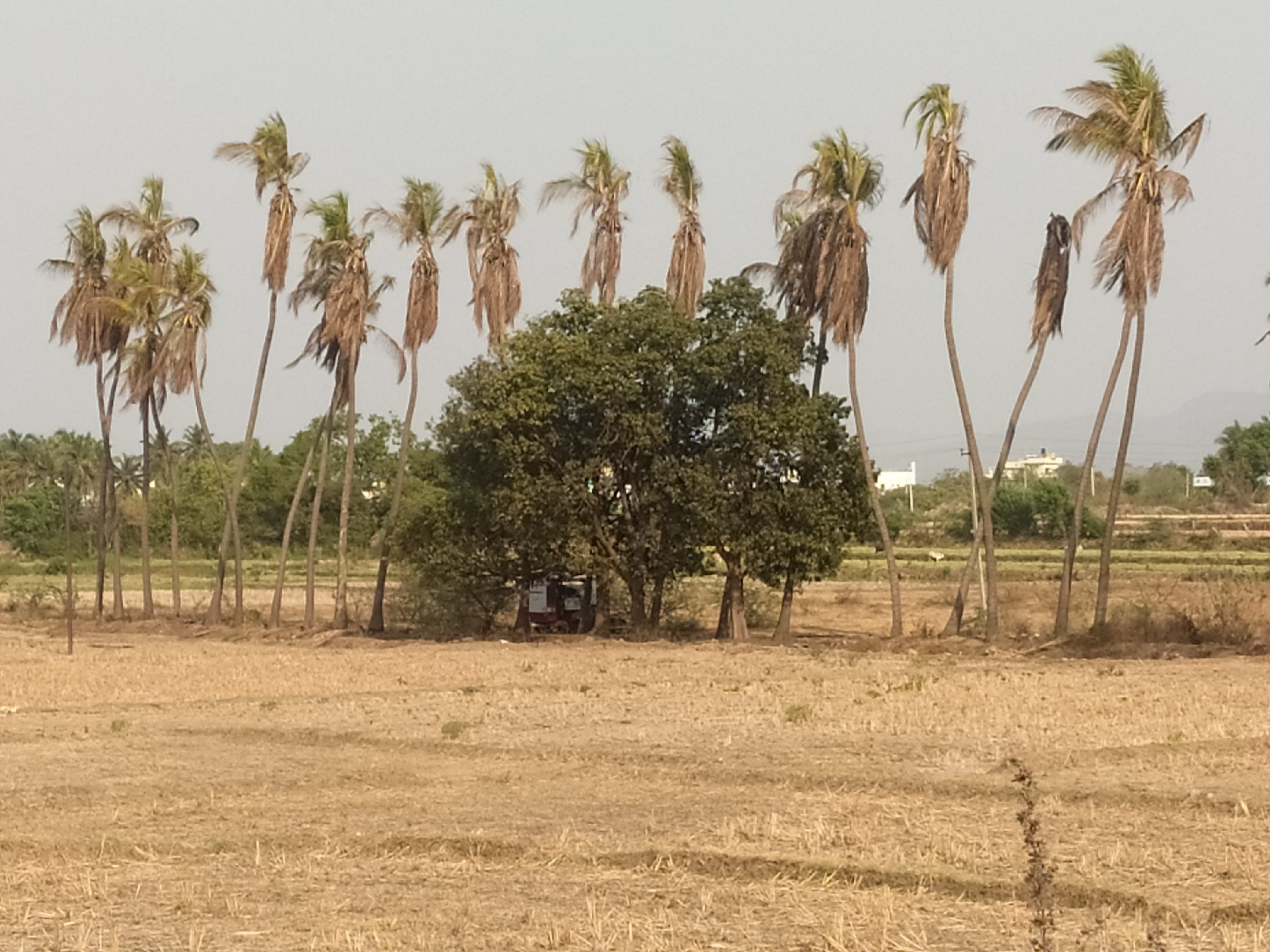 ಮುನಿರಾಬಾದ್ ಸಮೀಪ ಹೊಸ ಲಿಂಗಾಪುರದ ಭತ್ತದ ಗದ್ದೆಯಲ್ಲಿ ಬೆಳೆಸಲಾದ ತೆಂಗಿನ ಮರಗಳು ತೇವಾಂಶ ಕೊರತೆಯಿಂದ ಬಾಡಿವೆ