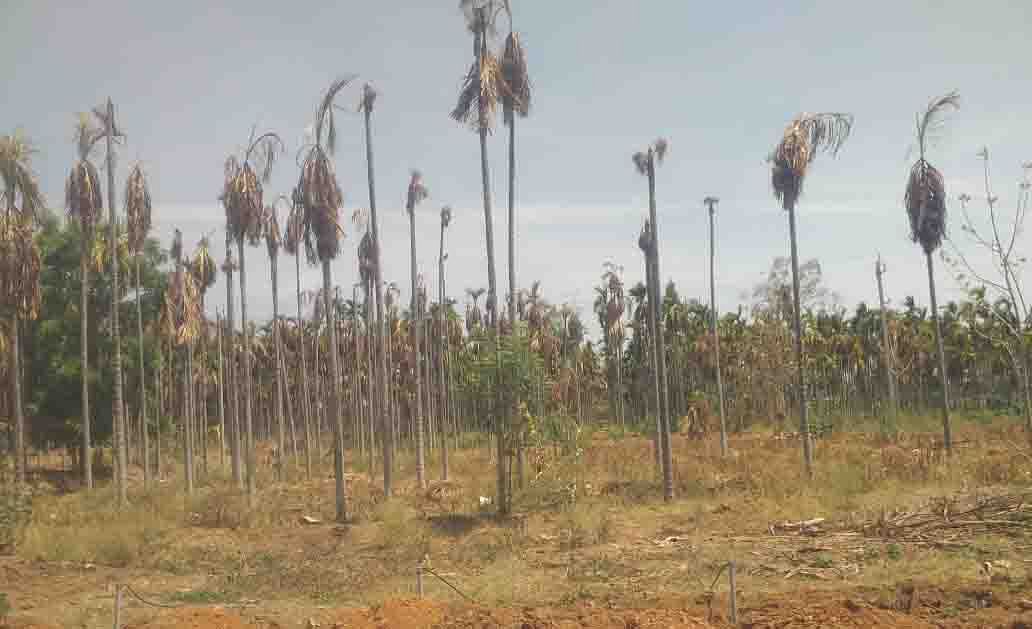 ಹಿರಿಯೂರು ತಾಲ್ಲೂಕಿನ ಕರಿಯಾಲ ಗ್ರಾಮದಲ್ಲಿ ರಾಮಣ್ಣ ಅವರ ಅಡಿಕೆ ತೋಟ ನೀರಿಲ್ಲದೆ ಒಣಗಿರುವುದು