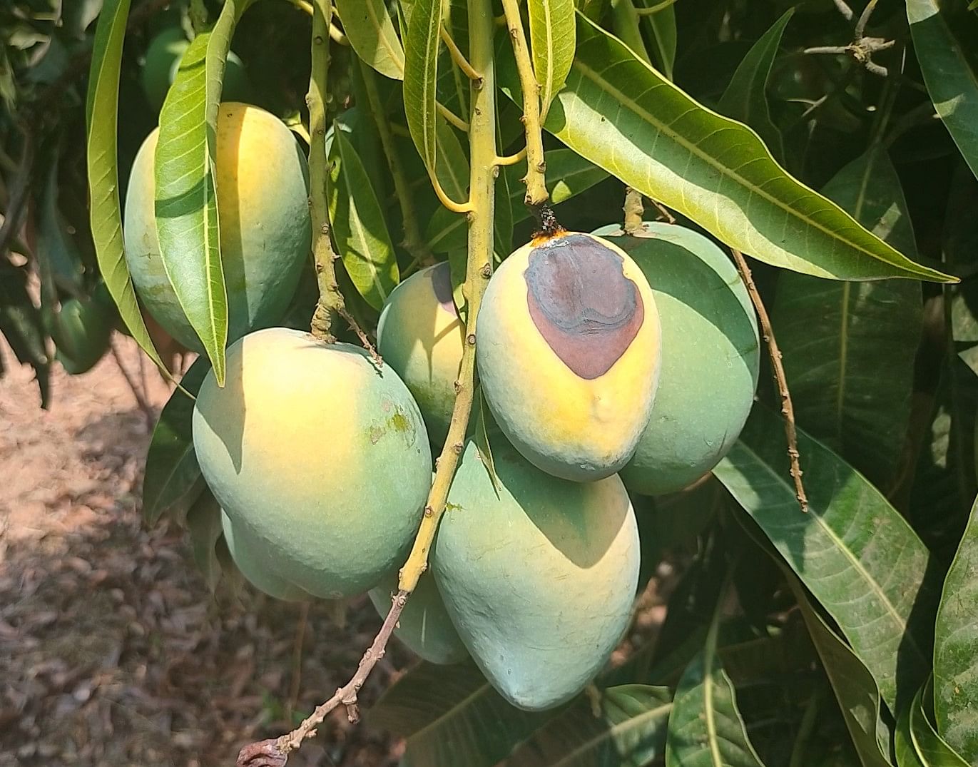 ಹವಾಮಾನ ವೈಪರೀತ್ಯದಿಂದಾಗಿ ಬಿಸಿಲಿಗೆ ಮಾವಿನಕಾಯಿಗಳು ಹಳದಿ ಮತ್ತು ಕಂದು ಬಣ್ಣಕ್ಕೆ ತಿರುಗಿ ಕೊಳೆತಿರುವುದು