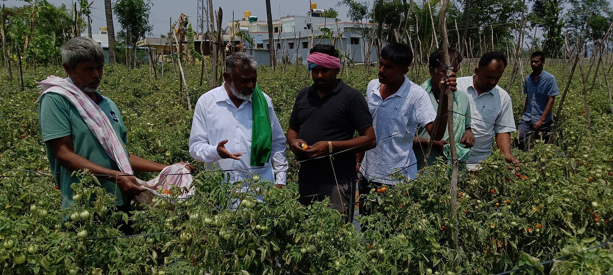 ಕೋಲಾರ ತಾಲ್ಲೂಕಿನ ಹೊದಲವಾಡಿ ಗ್ರಾಮದಲ್ಲಿ ನಷ್ಟಕ್ಕೆ ಒಳಗಾಗಿರುವ ತಮ್ಮ ಟೊಮೆಟೊ ತೋಟ ತೋರಿಸಿದ ರೈತ