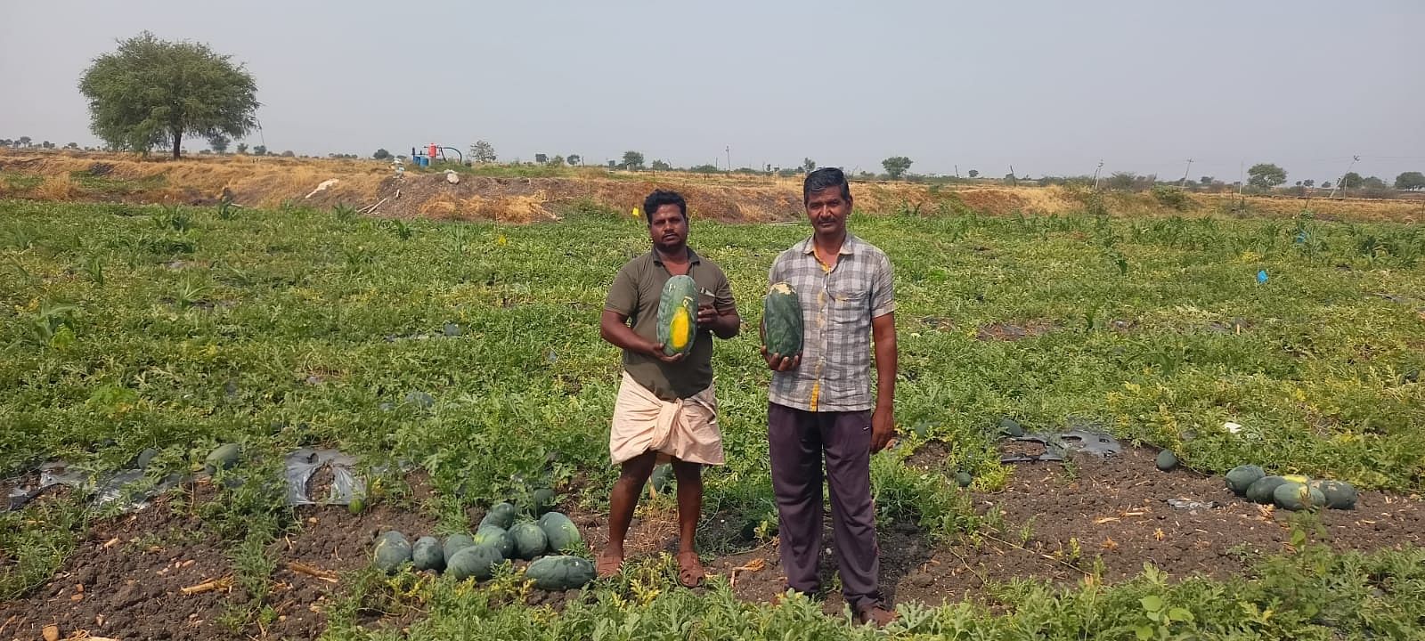 ತೆಕ್ಕಲಕೋಟೆ ಸಮೀಪದ ಕೂರಿಗನೂರು ಗ್ರಾಮದ ರೈತ ಶಿವಾರೆಡ್ಡಿ ಭೂಮಿಯಲ್ಲಿ ಸಮೃದ್ಧವಾಗಿ ಬೆಳೆದಿರುವ ಕಲ್ಲಂಗಡಿ