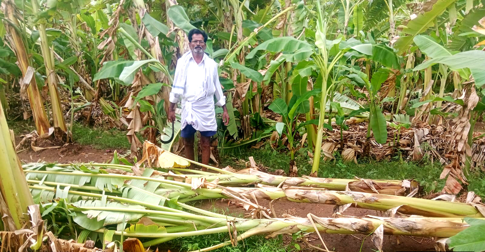 ಮೊಳಕಾಲ್ಮುರು ತಾಲ್ಲೂಕಿನ ಜೆ.ಬಿ.ಹಳ್ಳಿಯಲ್ಲಿ ಶುಕ್ರವಾರ ರಾತ್ರಿ ಮಳೆ, ಗಾಳಿಗೆ ಹಾನಿಗೀಡಾಗಿರುವ ಬಾಳೆತೋಟ 