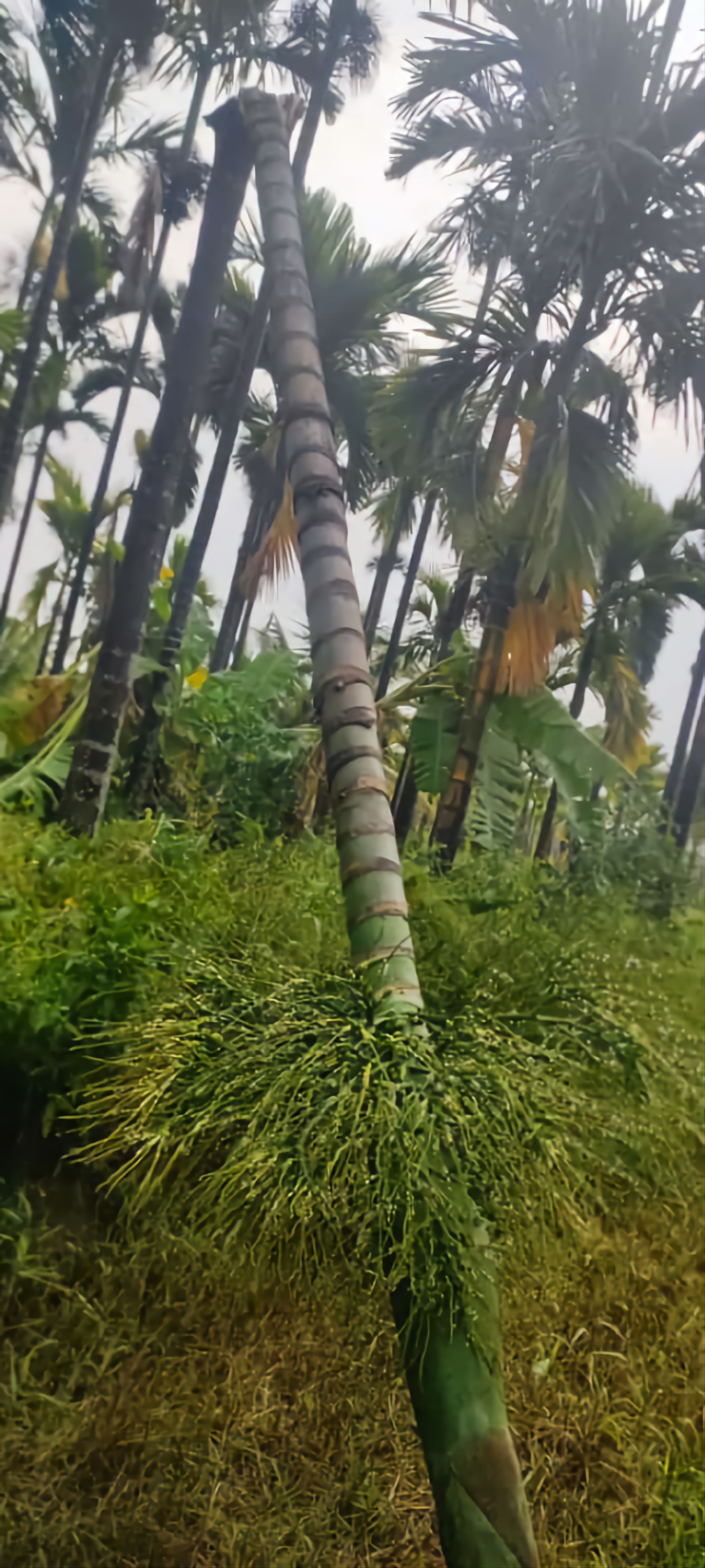 ಎಚ್. ಕುನ್ನೂರು ಗ್ರಾಮದಲ್ಲಿ ಧರೆಗುರುಳಿದ ಅಡಿಕೆ ಮರ