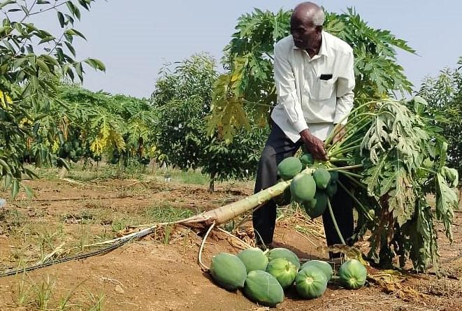 ಪಪ್ಪಾಯಿ ಗಿಡ ಕಚ್ಚಿರುವುದು