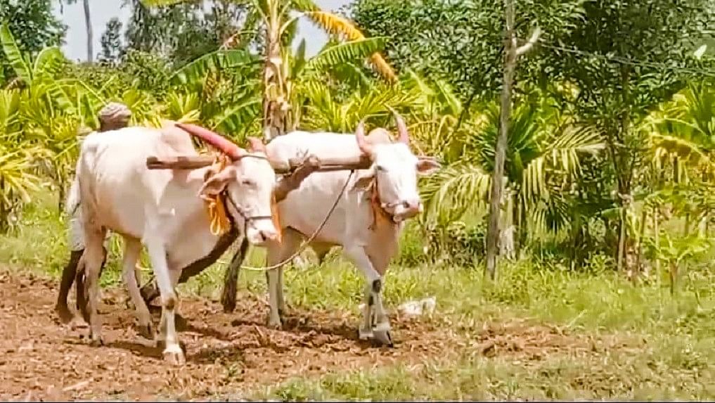 ಮುಂಡಗೋಡ ತಾಲ್ಲೂಕಿನ ಕರಗಿನಕೊಪ್ಪ ಸಮೀಪ ರೈತ ಸಾಂಪ್ರದಾಯಿಕ ಕೃಷಿ ಪದ್ಧತಿಯಂತೆ ಹೊಲ ಹದಗೊಳಿಸುವ ಕೆಲಸದಲ್ಲಿ ನಿರತರಾಗಿರುವುದು