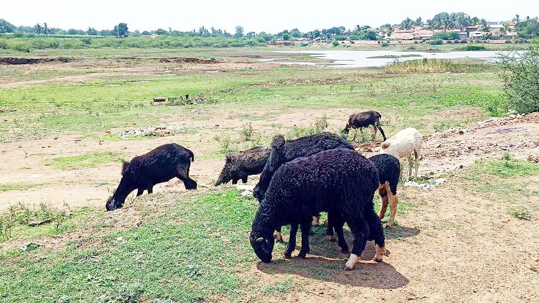 ಬೈಲಹೊಂಗಲ ತಾಲ್ಲೂಕಿನ ದೊಡವಾಡ ಗ್ರಾಮದಲ್ಲಿ ಖಾಲಿಯಾಗಿರುವ ದೊಡ್ಡ ಕೆರೆ ಅಂಗಳದಲ್ಲಿ ಕುರಿಗಳು ಮೇಯಿತ್ತಿರುವುದು