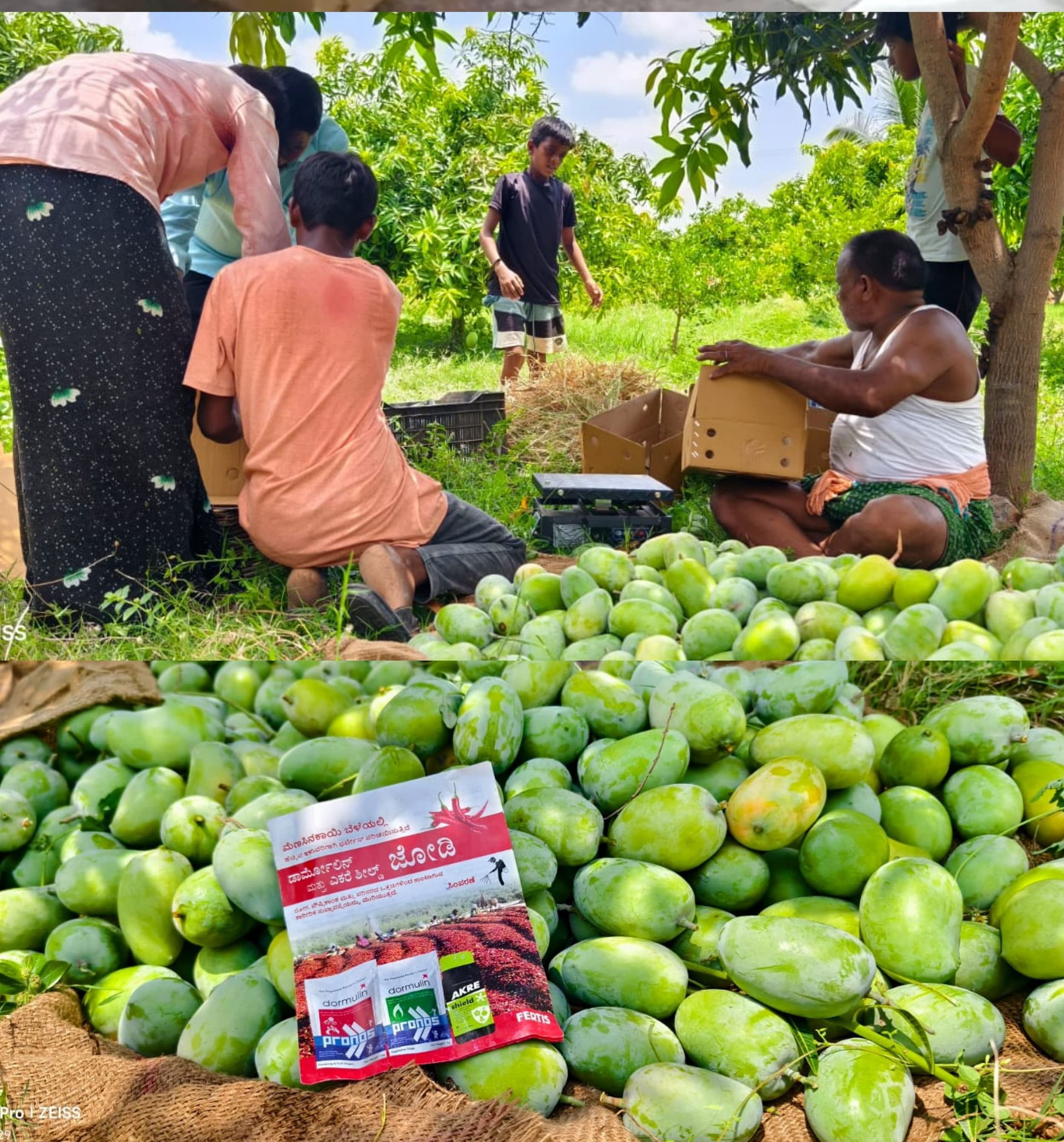 ರಾಯಚೂರು ತಾಲ್ಲೂಕಿನ ಮಂಡಲಗೇರಾ ಗ್ರಾಮದ ರೈತ ಗುಡಿಪಾಡು ಆಂಜನೇಯ ಮಾವಿನ ತೋಟದಲ್ಲಿ ಸ್ನೇಹಿತರೊಂದಿಗೆ ಗಾತ್ರದ ಆಧಾರದ ಮೇಲೆ ಮಾವು ವಿಂಗಡಣೆ ಮಾಡುತ್ತಿರುವುದು